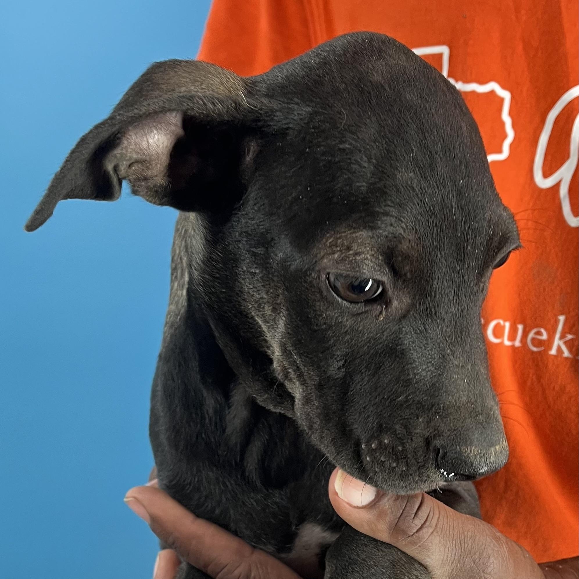 Enlarge Ralston - Local Ded 19-21, a Adoptable mixed breed in Gresham, OR image 2/11