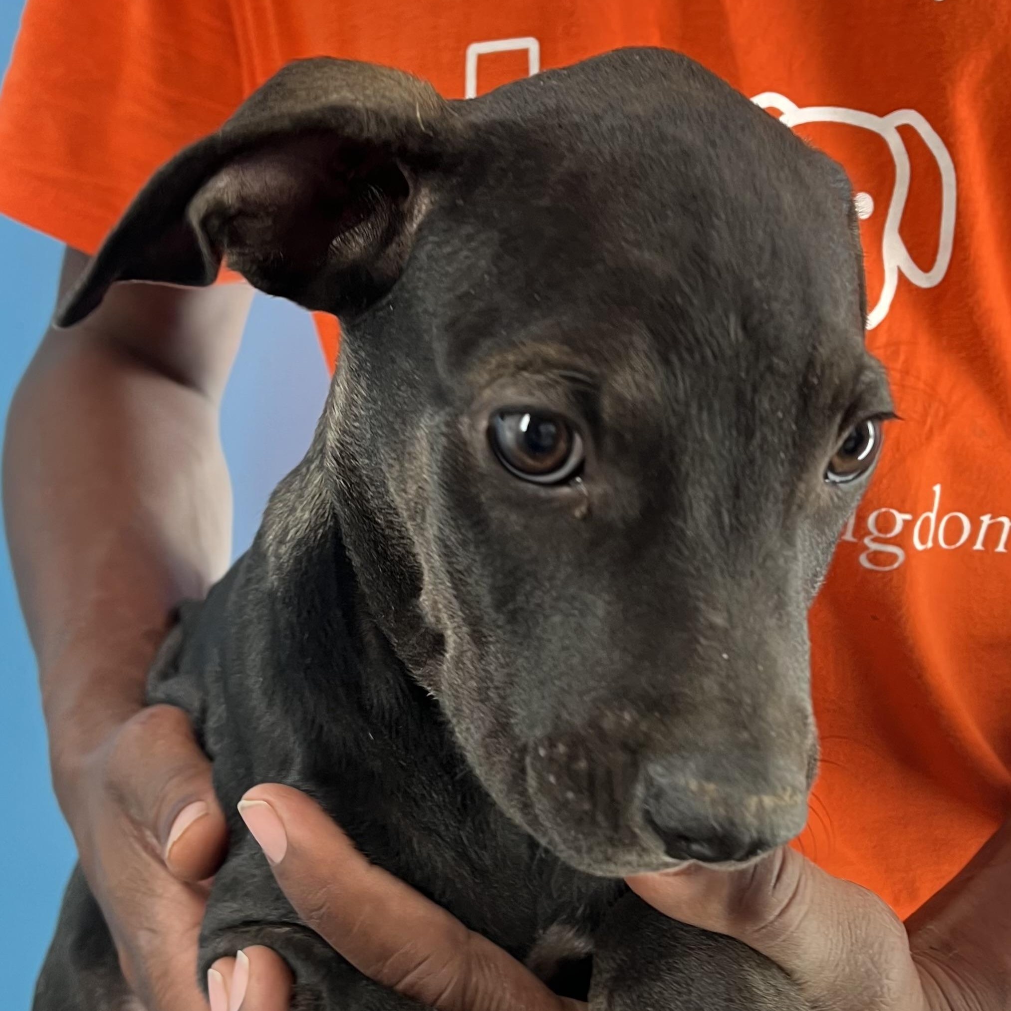 Enlarge Ralston - Local Ded 19-21, a Adoptable mixed breed in Gresham, OR image 3/11