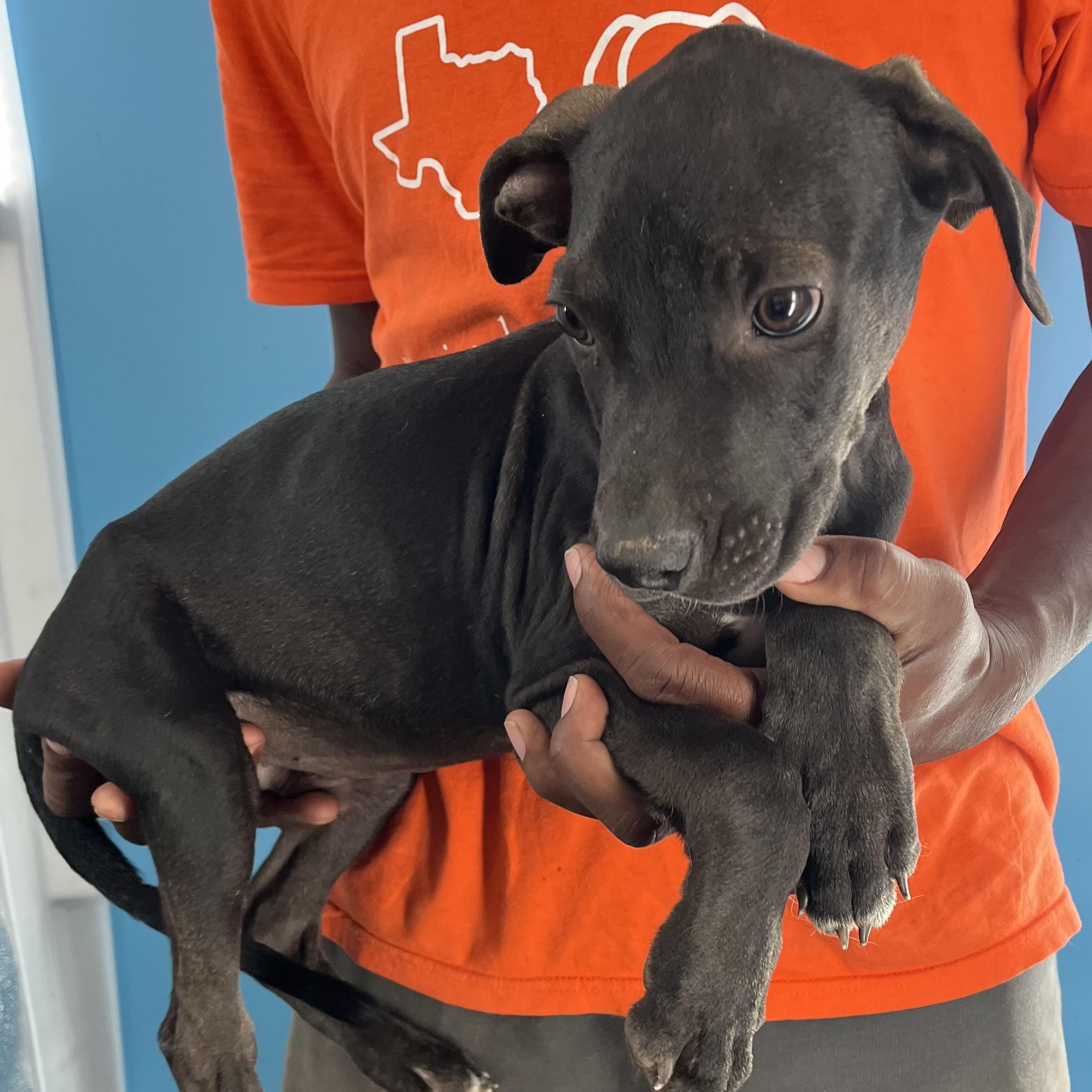 Enlarge Ralston - Local Ded 19-21, a Adoptable mixed breed in Gresham, OR image 4/11