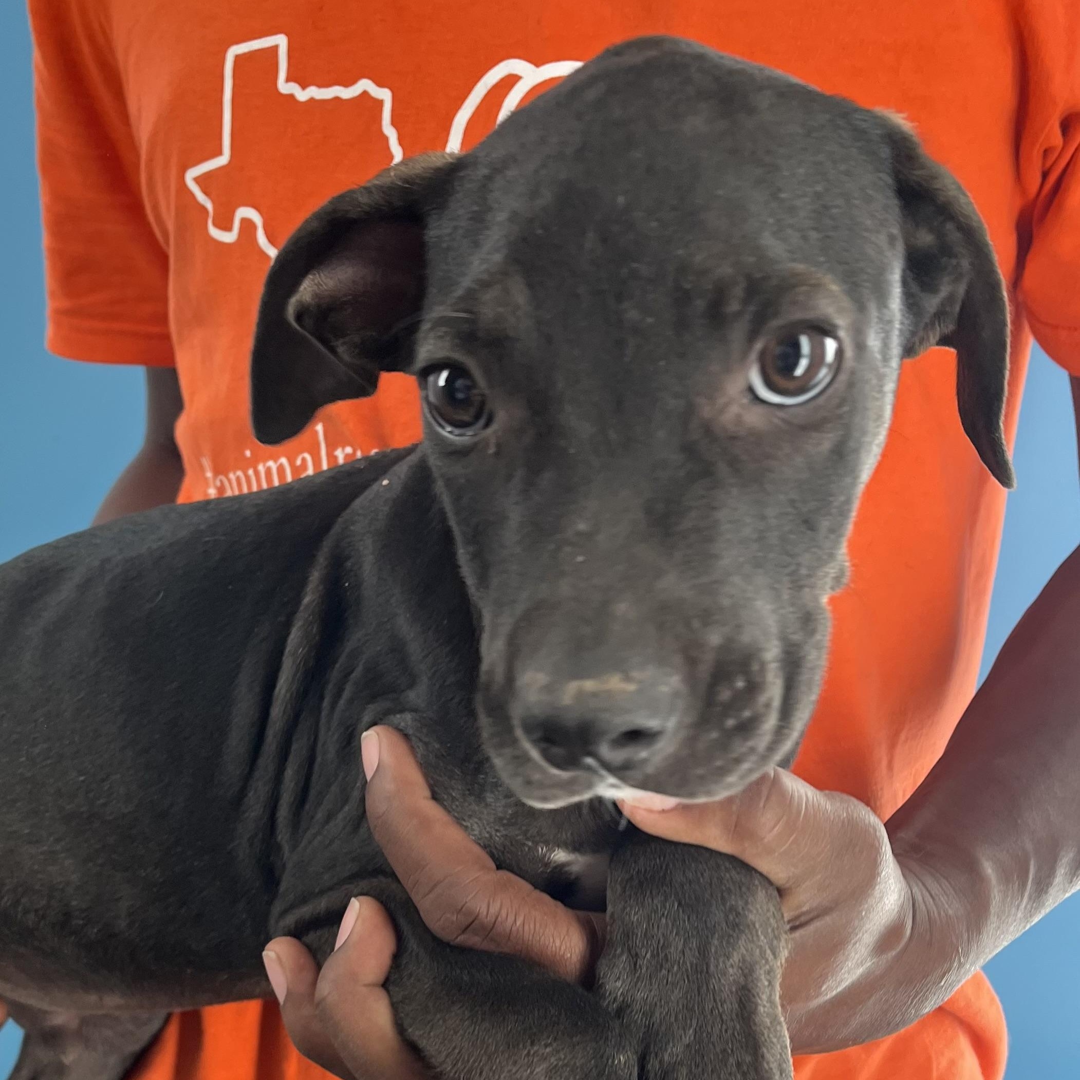 Enlarge Ralston - Local Ded 19-21, a Adoptable mixed breed in Gresham, OR image 5/11