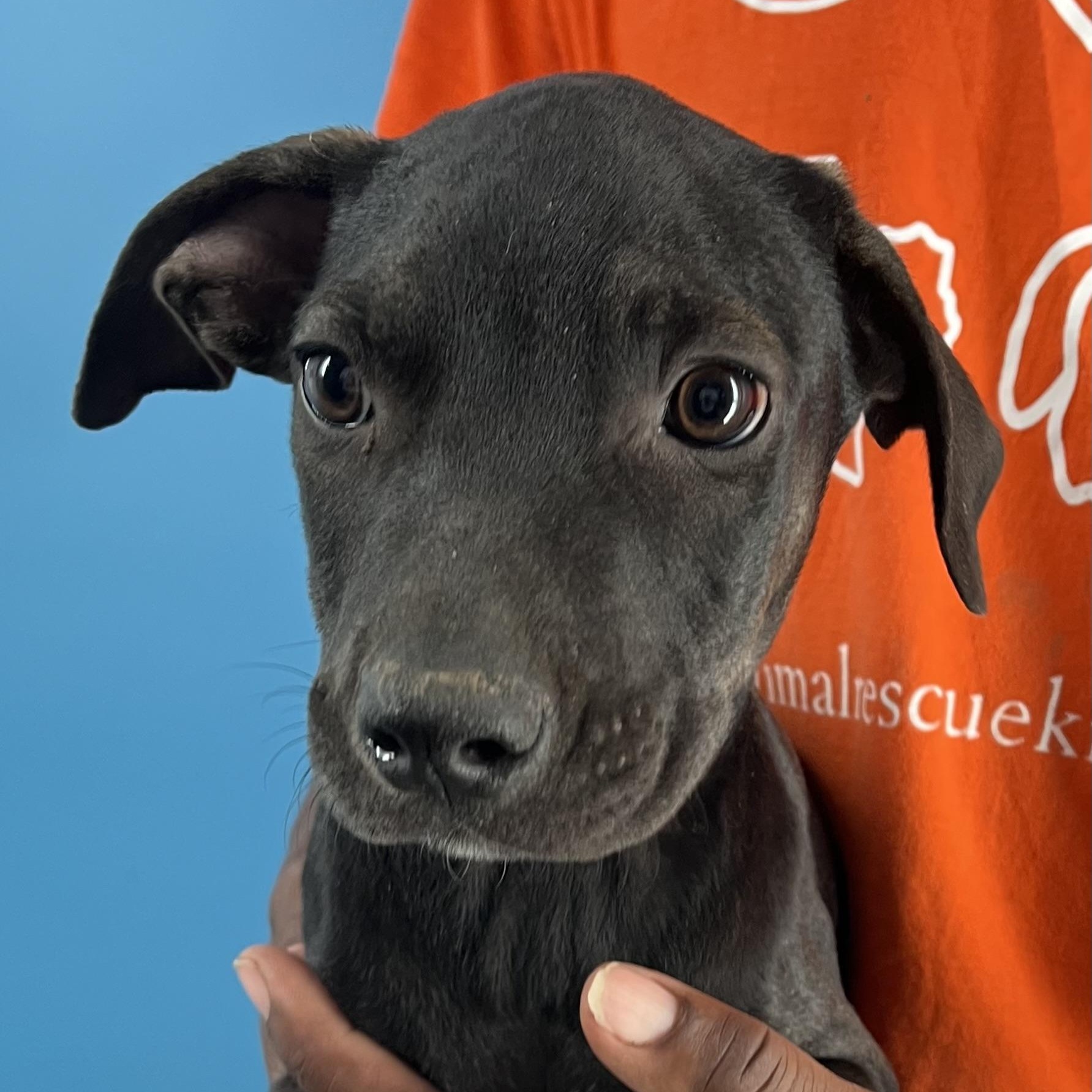 Enlarge Ralston - Local Ded 19-21, a Adoptable mixed breed in Gresham, OR image 1/11