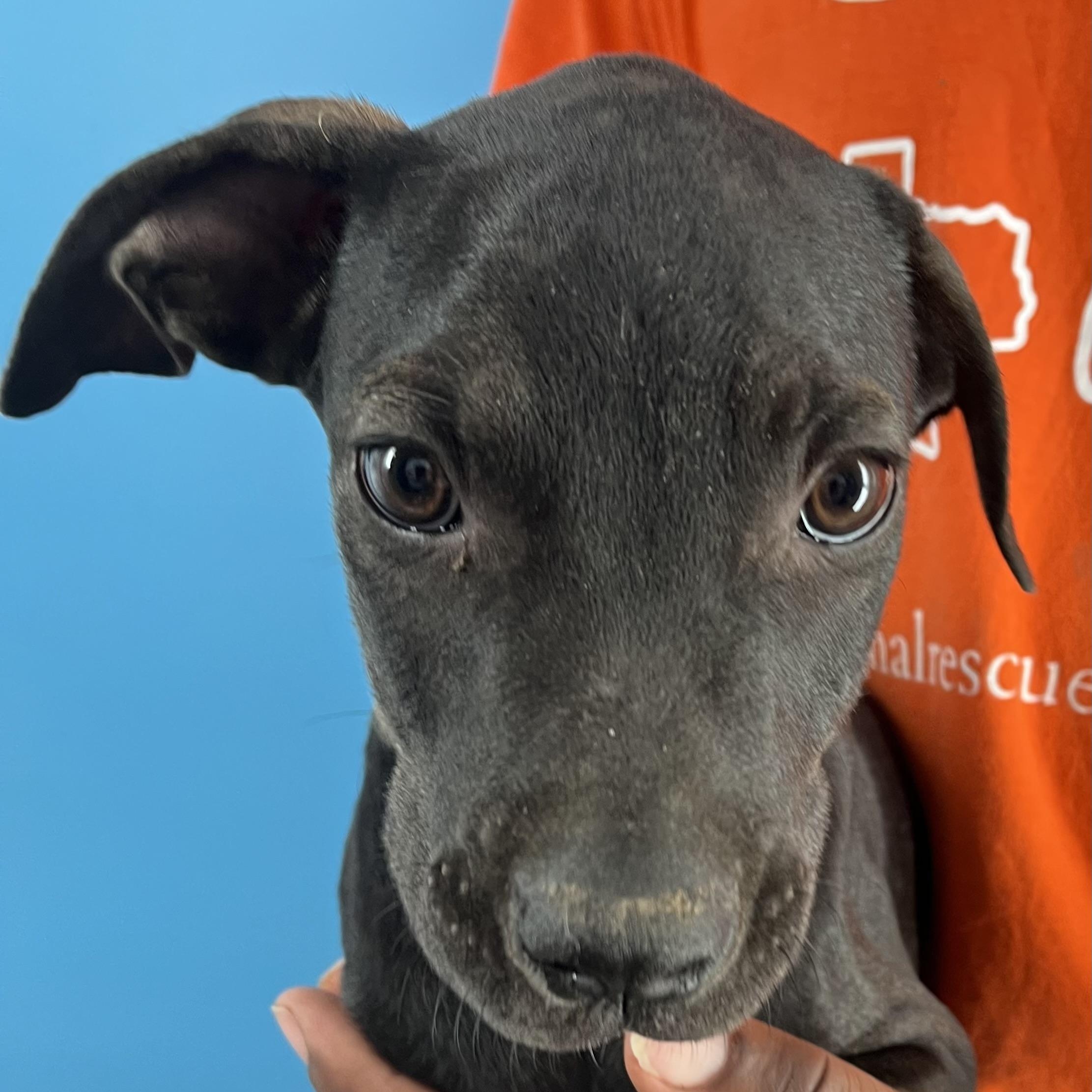 Enlarge Ralston - Local Ded 19-21, a Adoptable mixed breed in Gresham, OR image 6/11