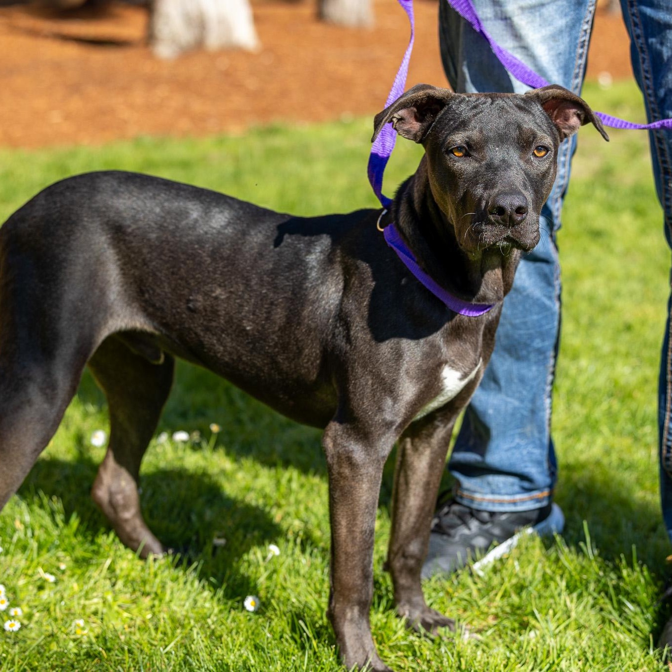 Enlarge Ralston - Local May 22-24, an adoptable mixed breed in Westerly, RI image 1/2