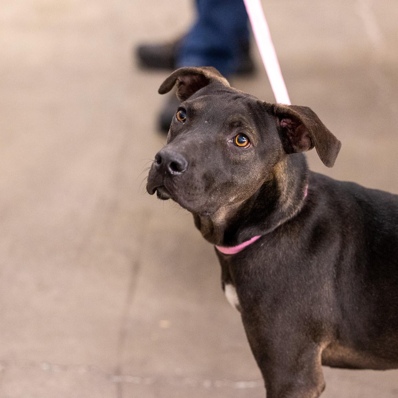 Enlarge Ralston - Local May 22-24, an adoptable mixed breed in Westerly, RI image 2/2