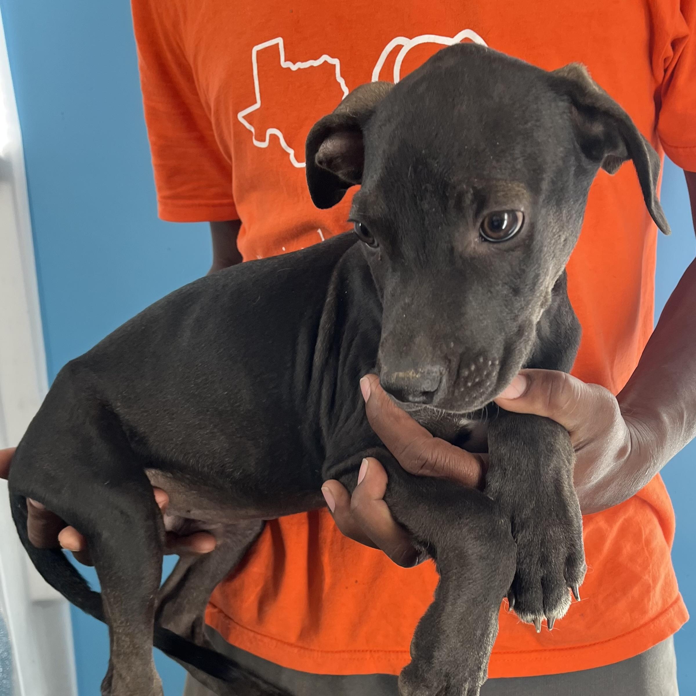 Enlarge Ralston - Local Ded 19-21, a Adoptable mixed breed in Gresham, OR image 7/11