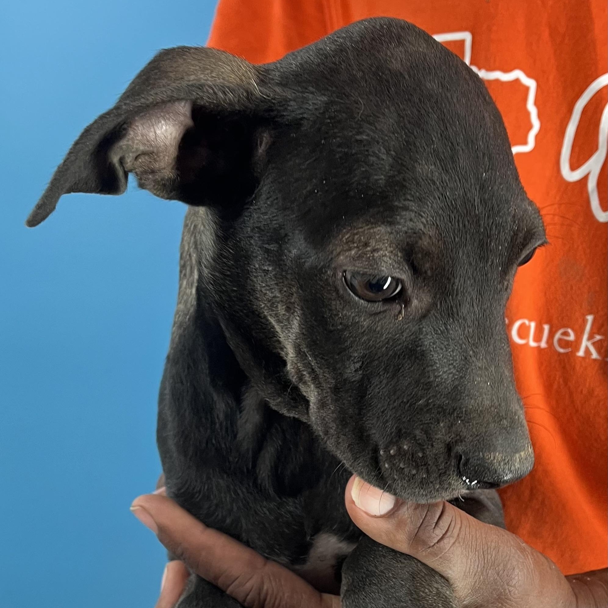 Enlarge Ralston - Local Ded 19-21, a Adoptable mixed breed in Gresham, OR image 8/11