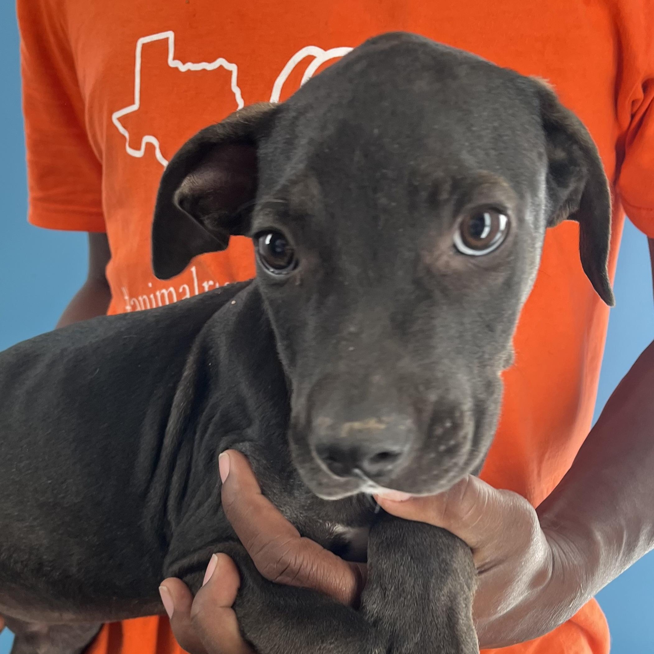 Enlarge Ralston - Local Ded 19-21, a Adoptable mixed breed in Gresham, OR image 9/11