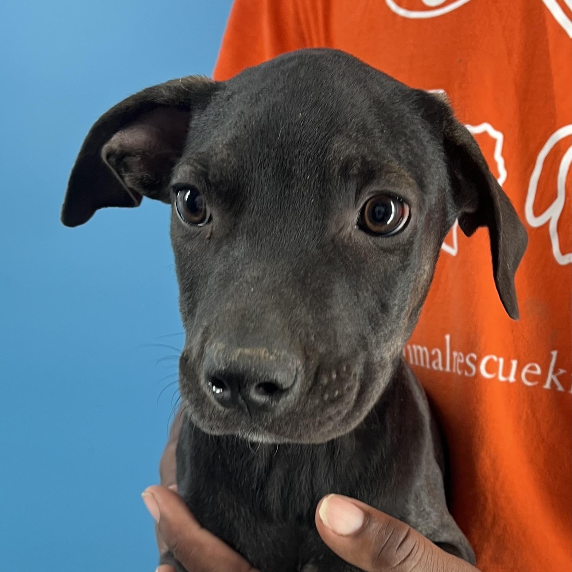 Enlarge Ralston - Local Ded 19-21, a Adoptable mixed breed in Gresham, OR image 10/11