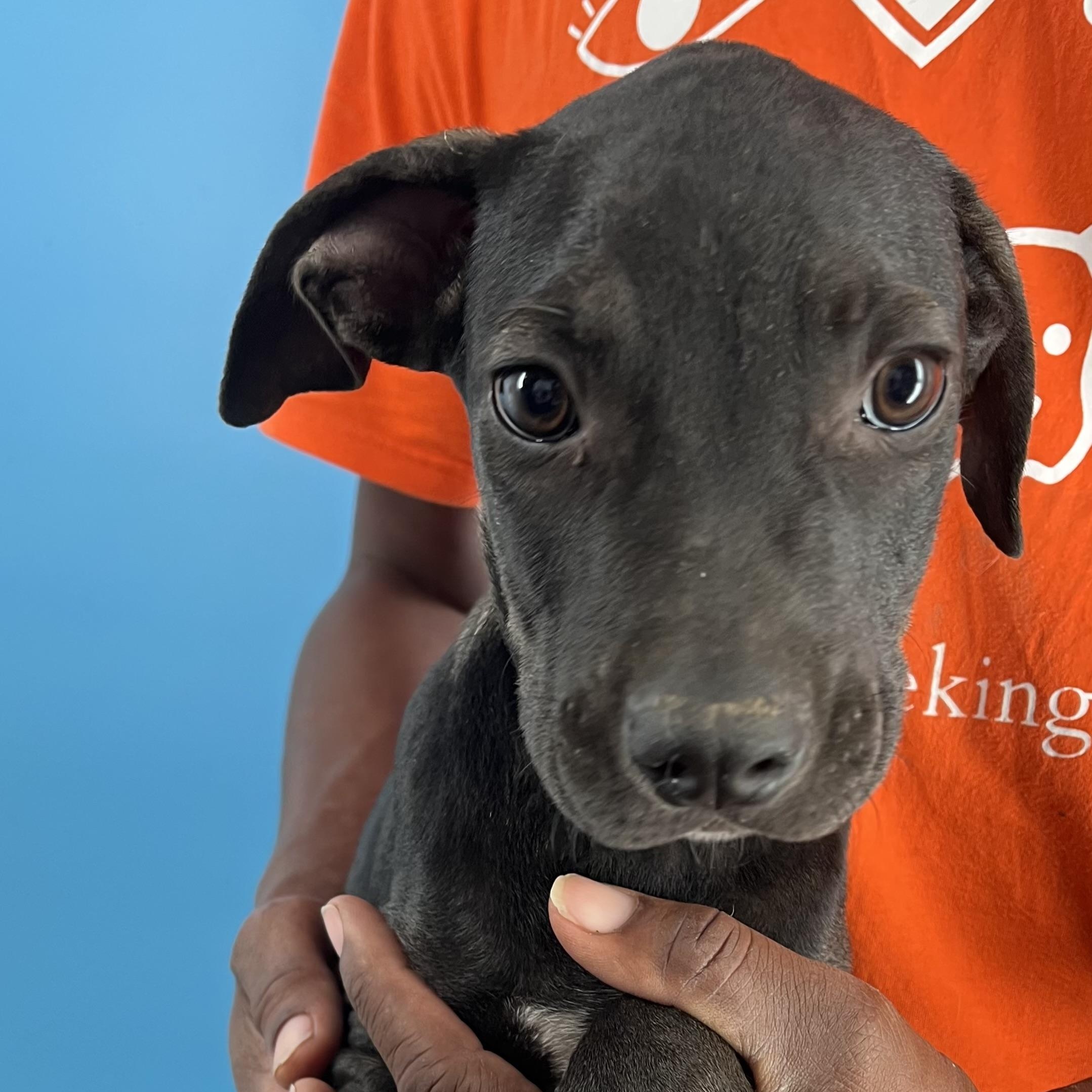 Enlarge Ralston - Local Ded 19-21, a Adoptable mixed breed in Gresham, OR image 11/11