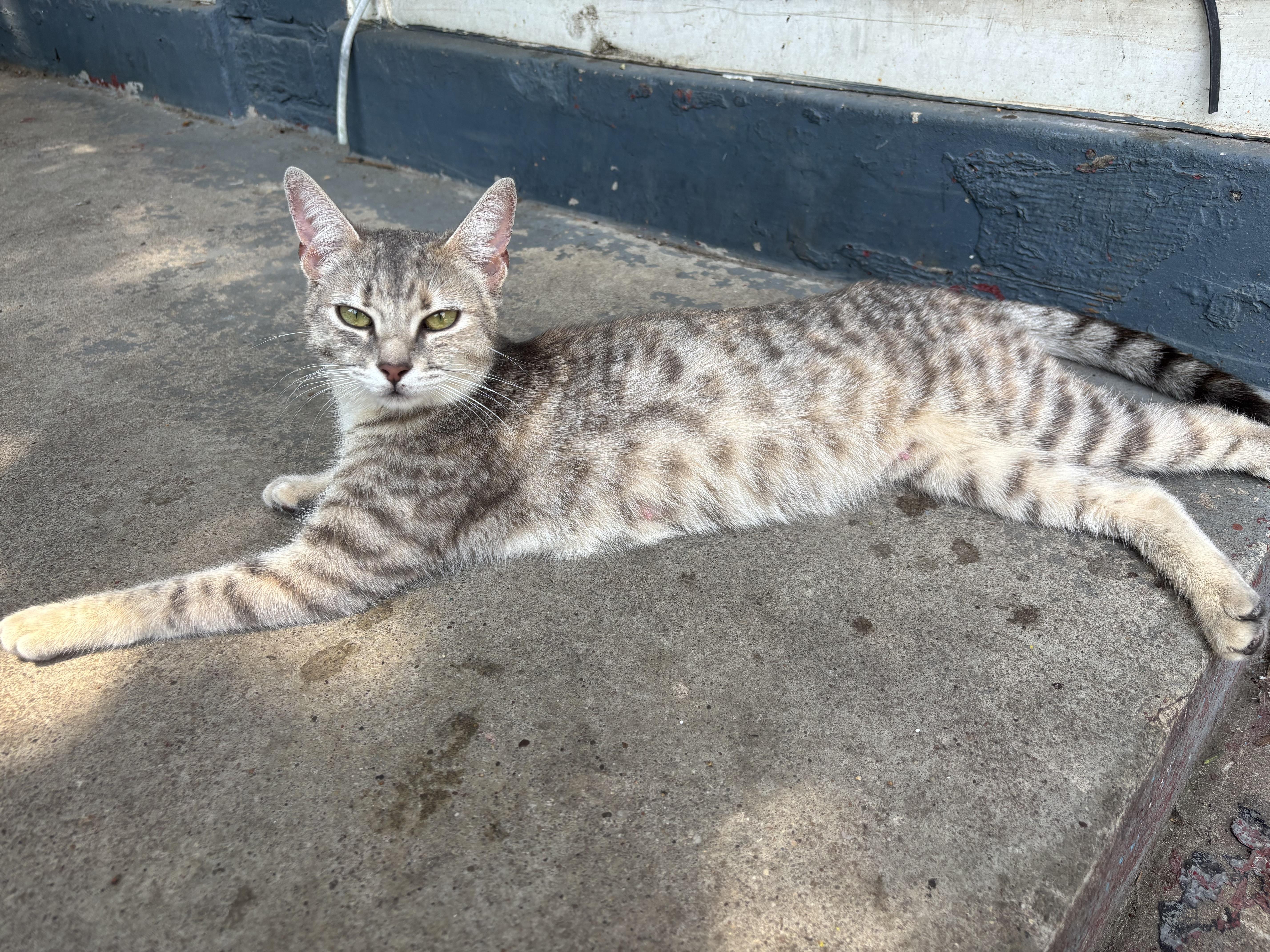 Enlarge Rosie Posie (DC), a Adoptable Domestic Short Hair in Washington, DC image 2/3