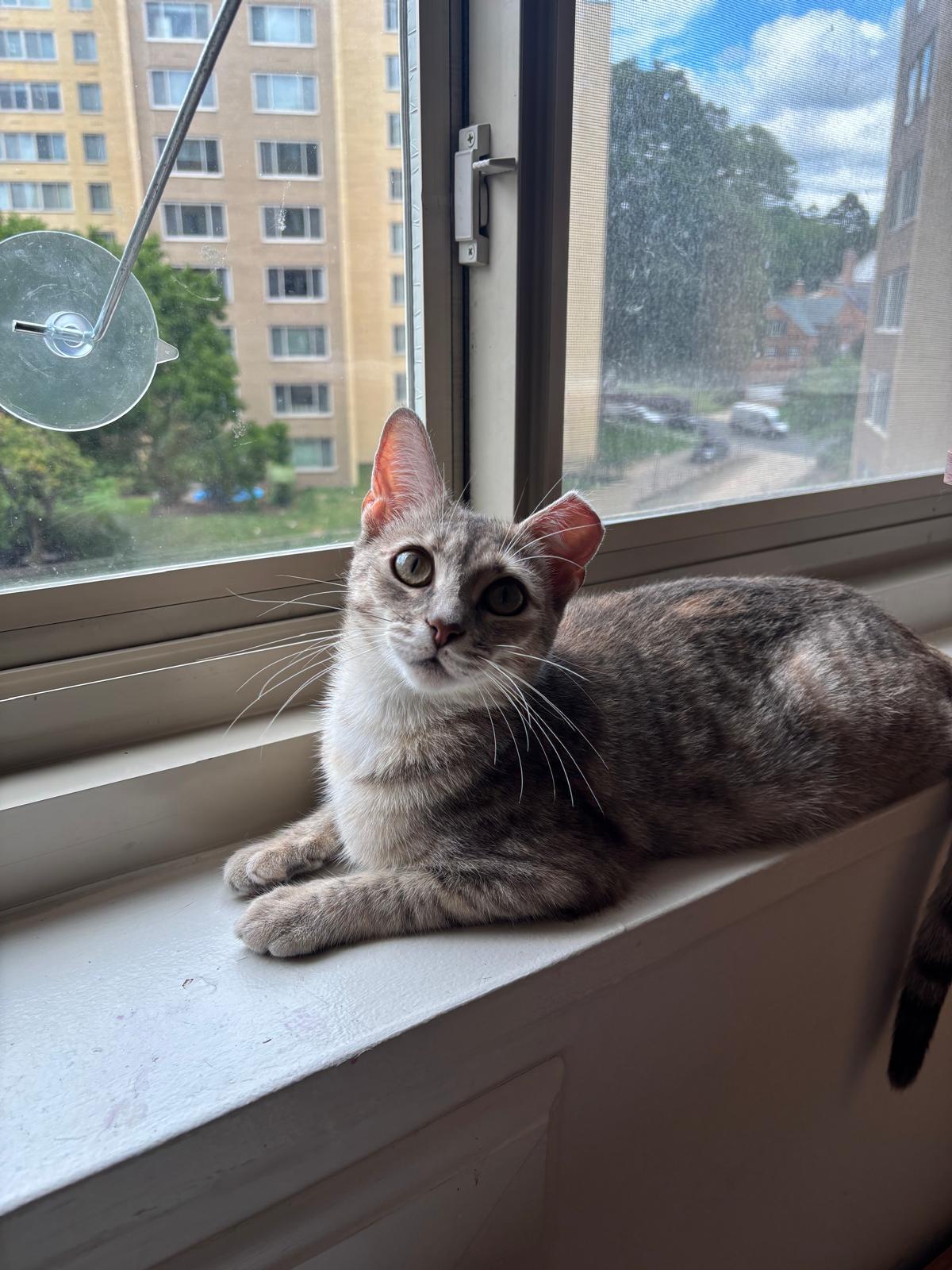 Enlarge Rosie Posie (DC), a Adoptable Domestic Short Hair in Washington, DC image 3/3