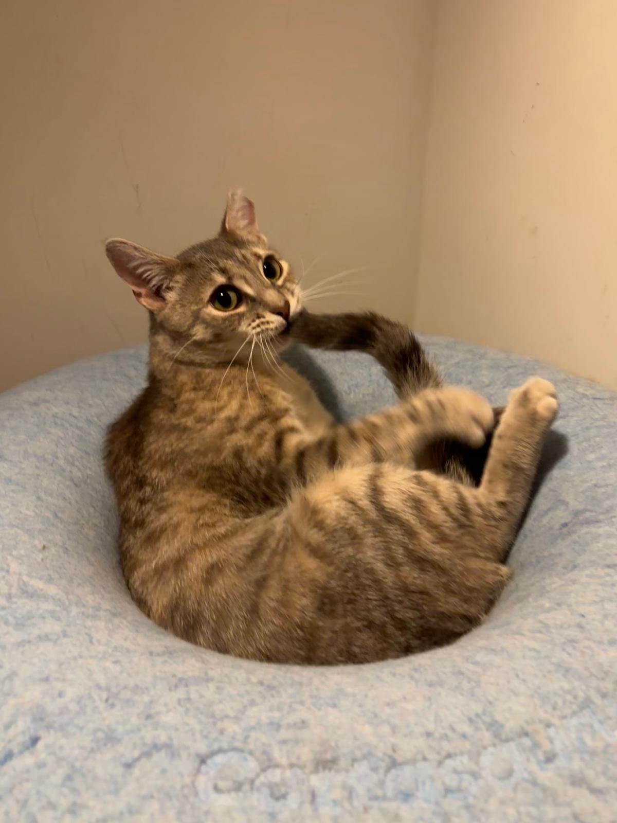 Rosie Posie (DC), a Adoptable Domestic Short Hair in Washington, DC image 5/6