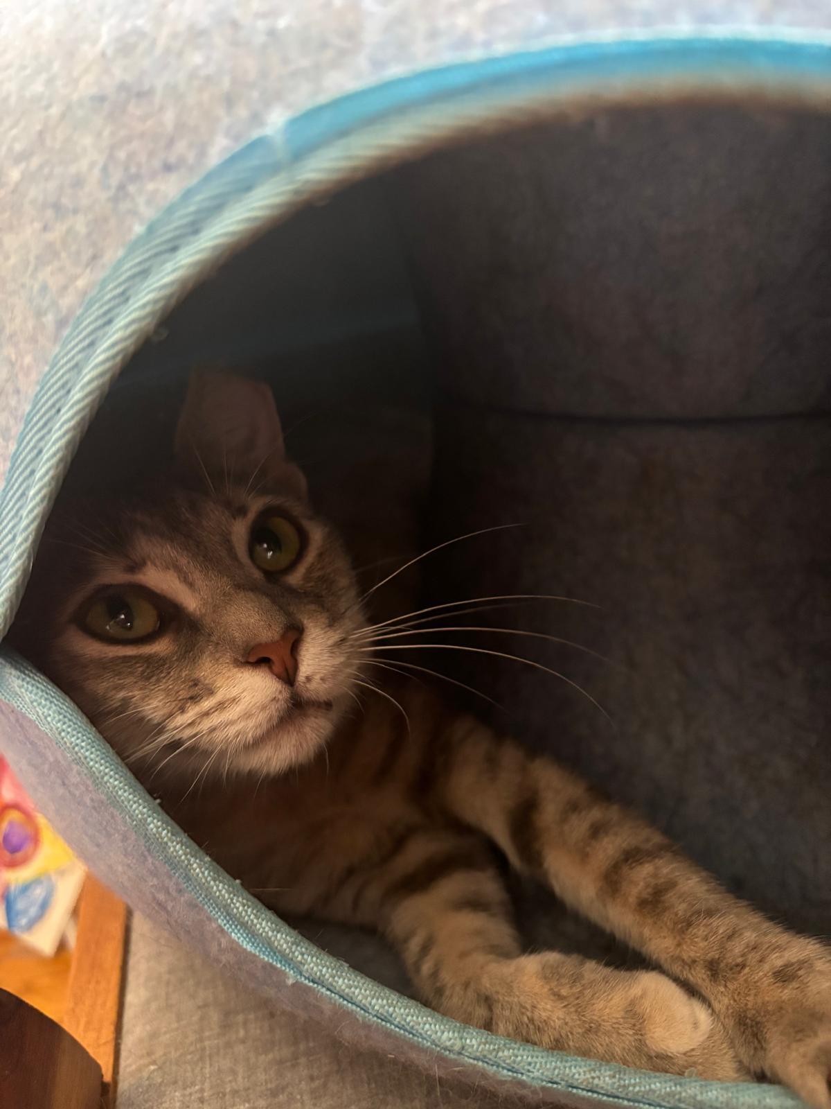 Rosie Posie (DC), a Adoptable Domestic Short Hair in Washington, DC image 6/6