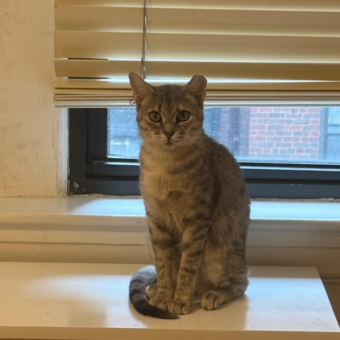 Rosie Posie (DC), a Adoptable Domestic Short Hair in Washington, DC image 3/6