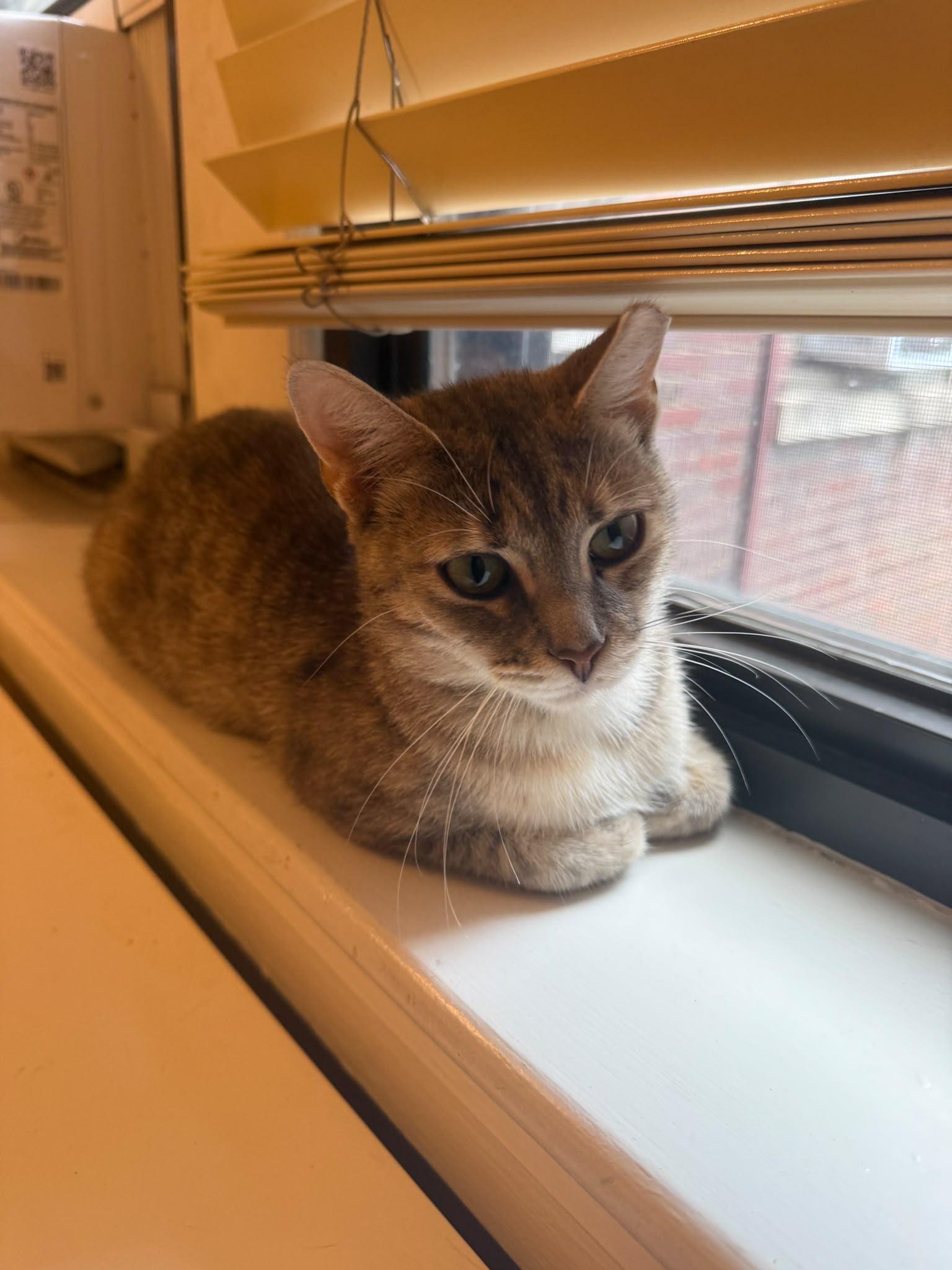 Rosie Posie (DC), a Adoptable Domestic Short Hair in Washington, DC image 4/6