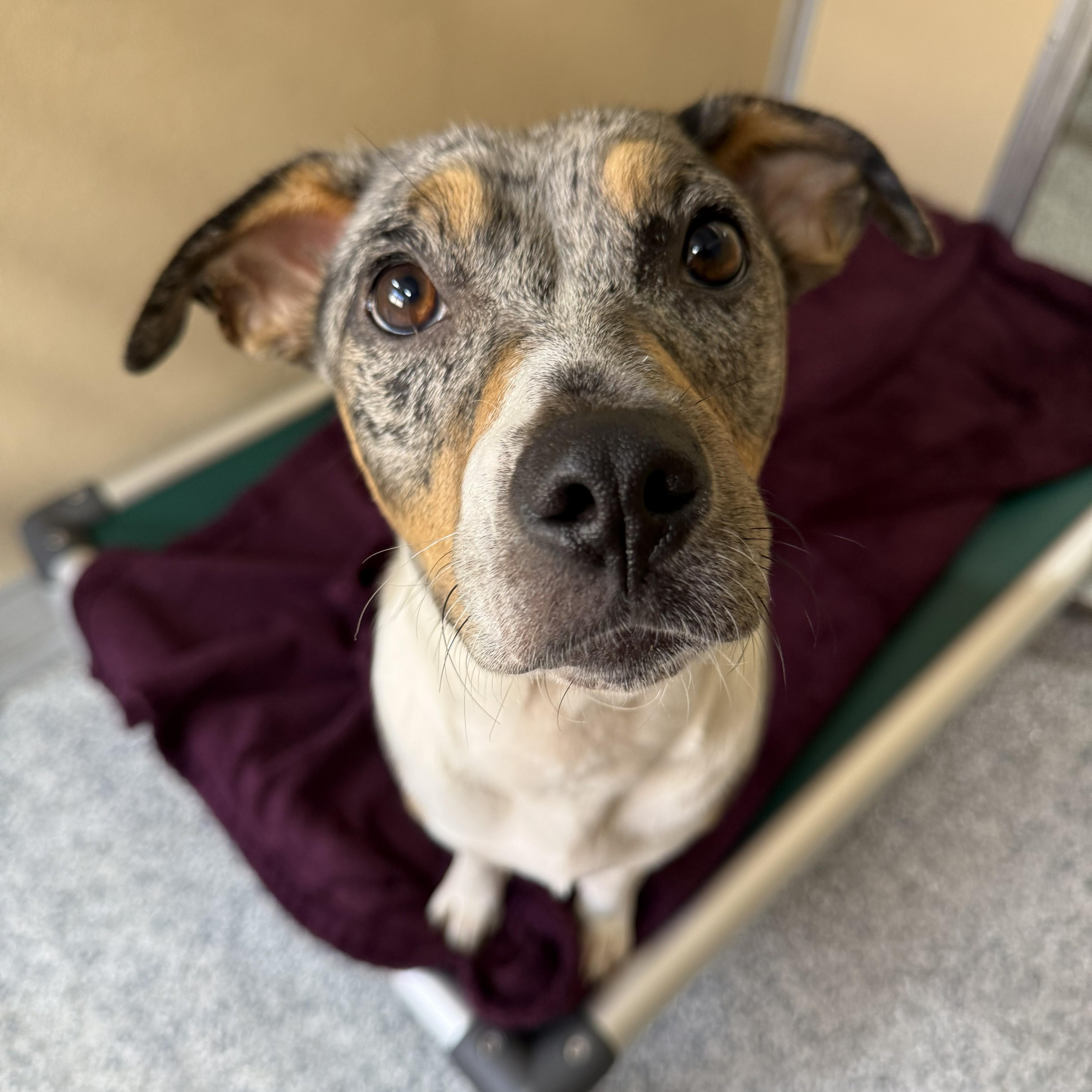 Bindi, ADOPTABLE, Adult Female Catahoula Leopard Dog.
