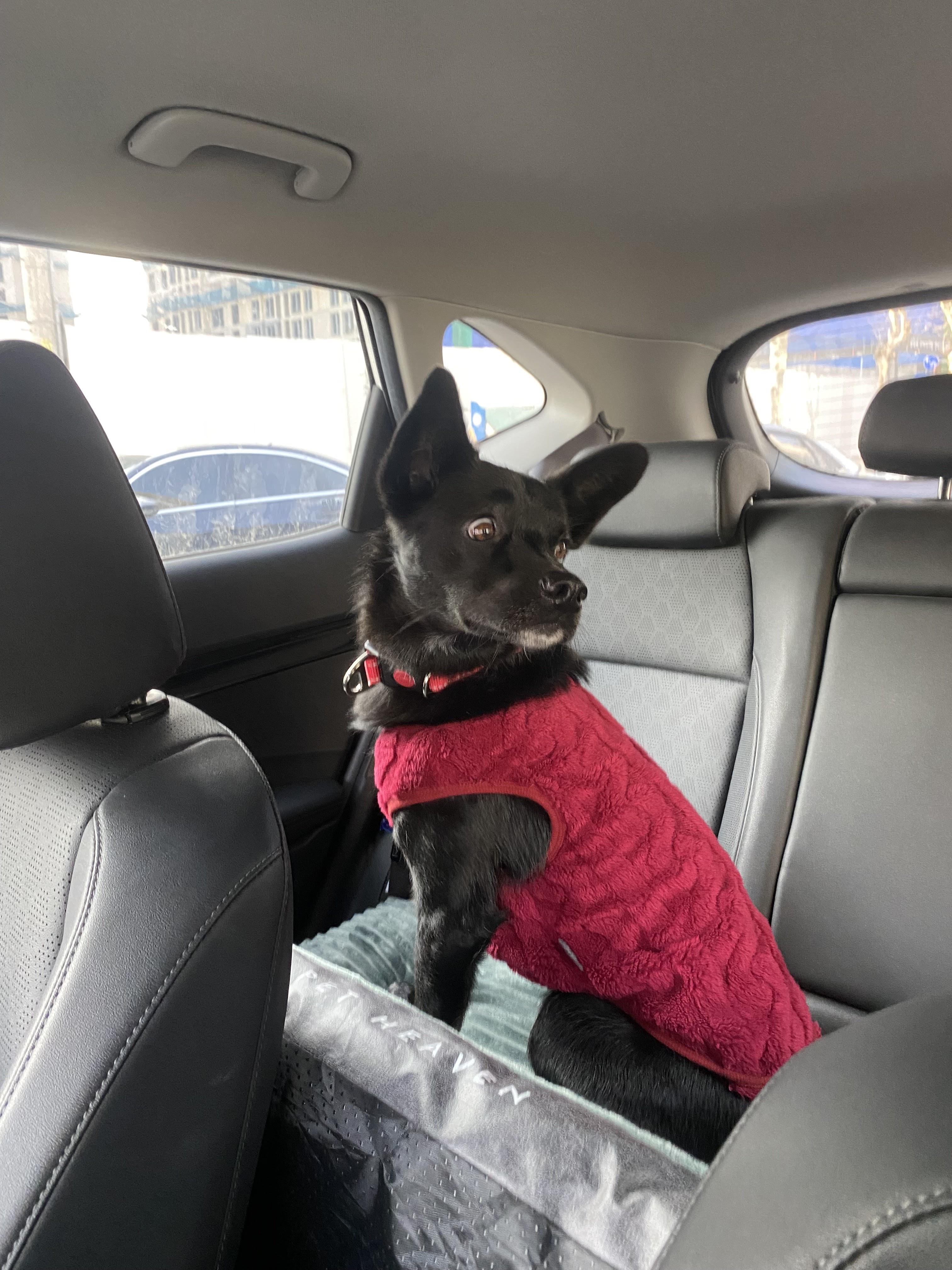 Enlarge Louis ( Loui), a ADOPTABLE mixed breed in North York, ON image 6/6
