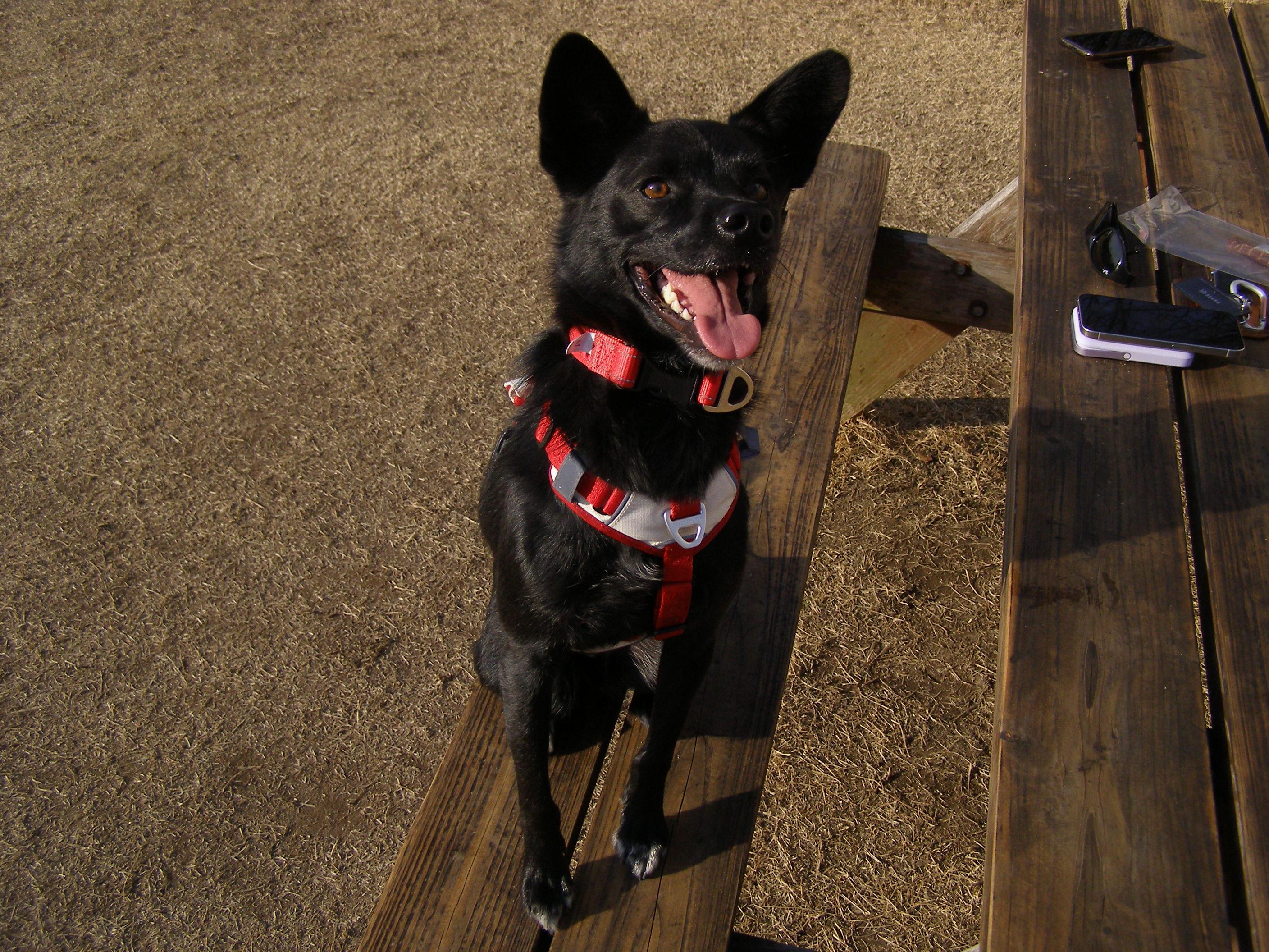 Enlarge Louis ( Loui), a ADOPTABLE mixed breed in North York, ON image 3/6