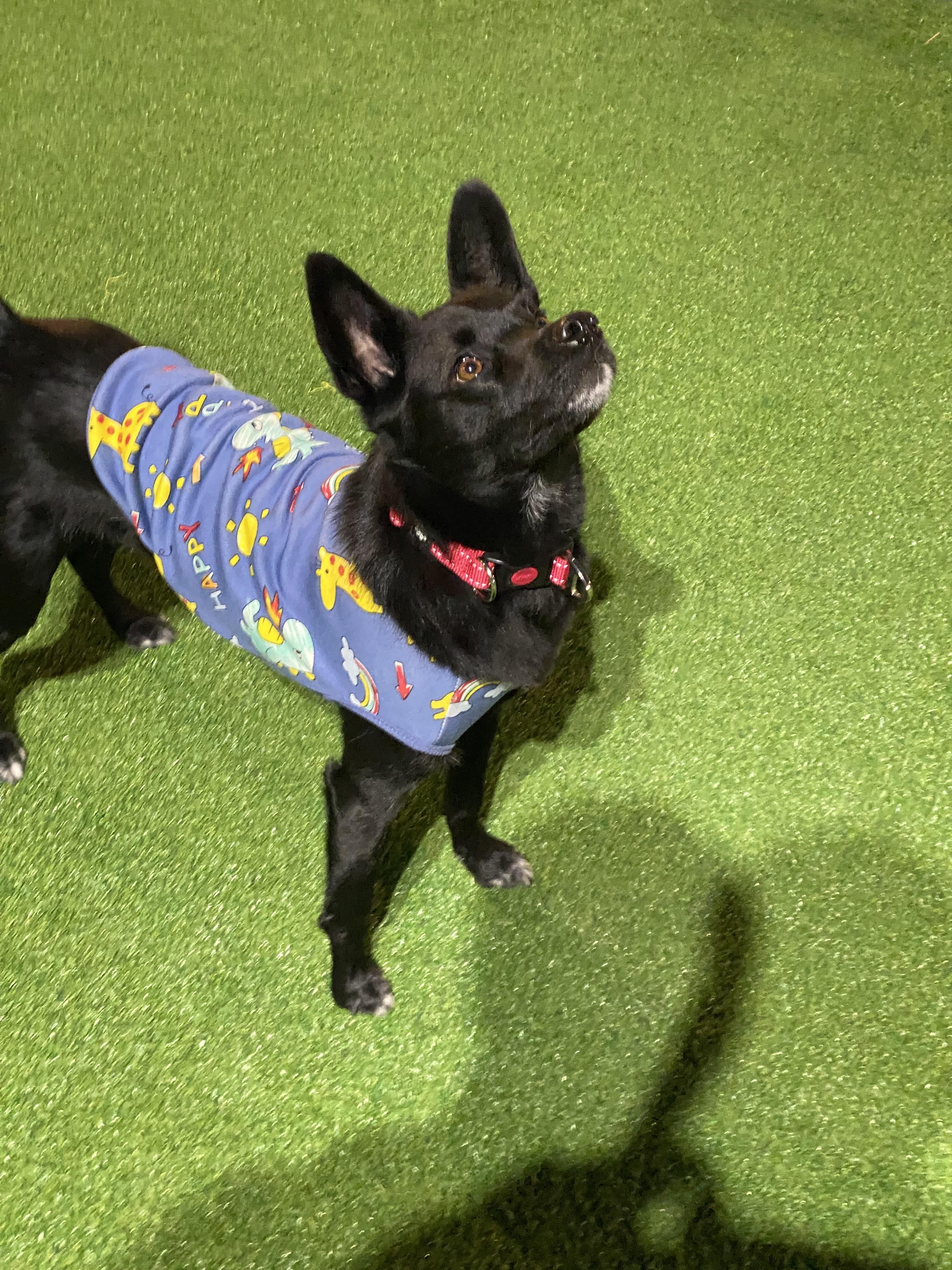 Enlarge Louis ( Loui), a ADOPTABLE mixed breed in North York, ON image 1/6