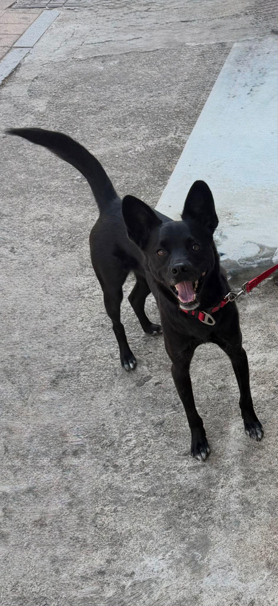 Enlarge Louis ( Loui), a ADOPTABLE mixed breed in North York, ON image 5/6