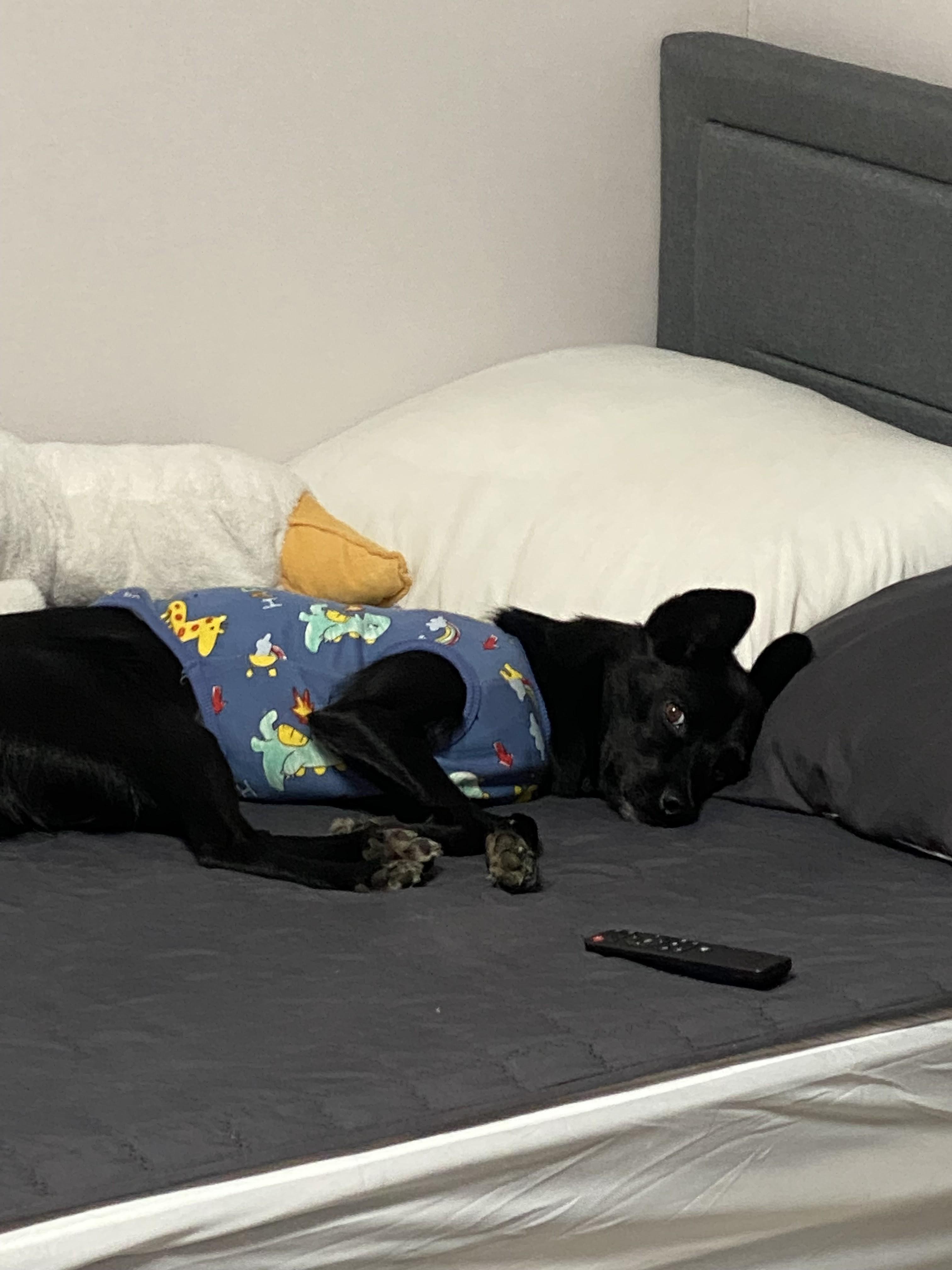 Enlarge Louis ( Loui), a ADOPTABLE mixed breed in North York, ON image 4/6