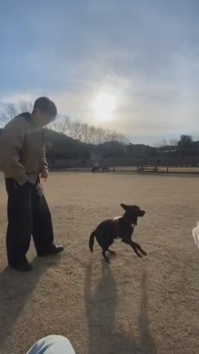 Enlarge Louis ( Loui), a ADOPTABLE mixed breed in North York, ON video 2/6