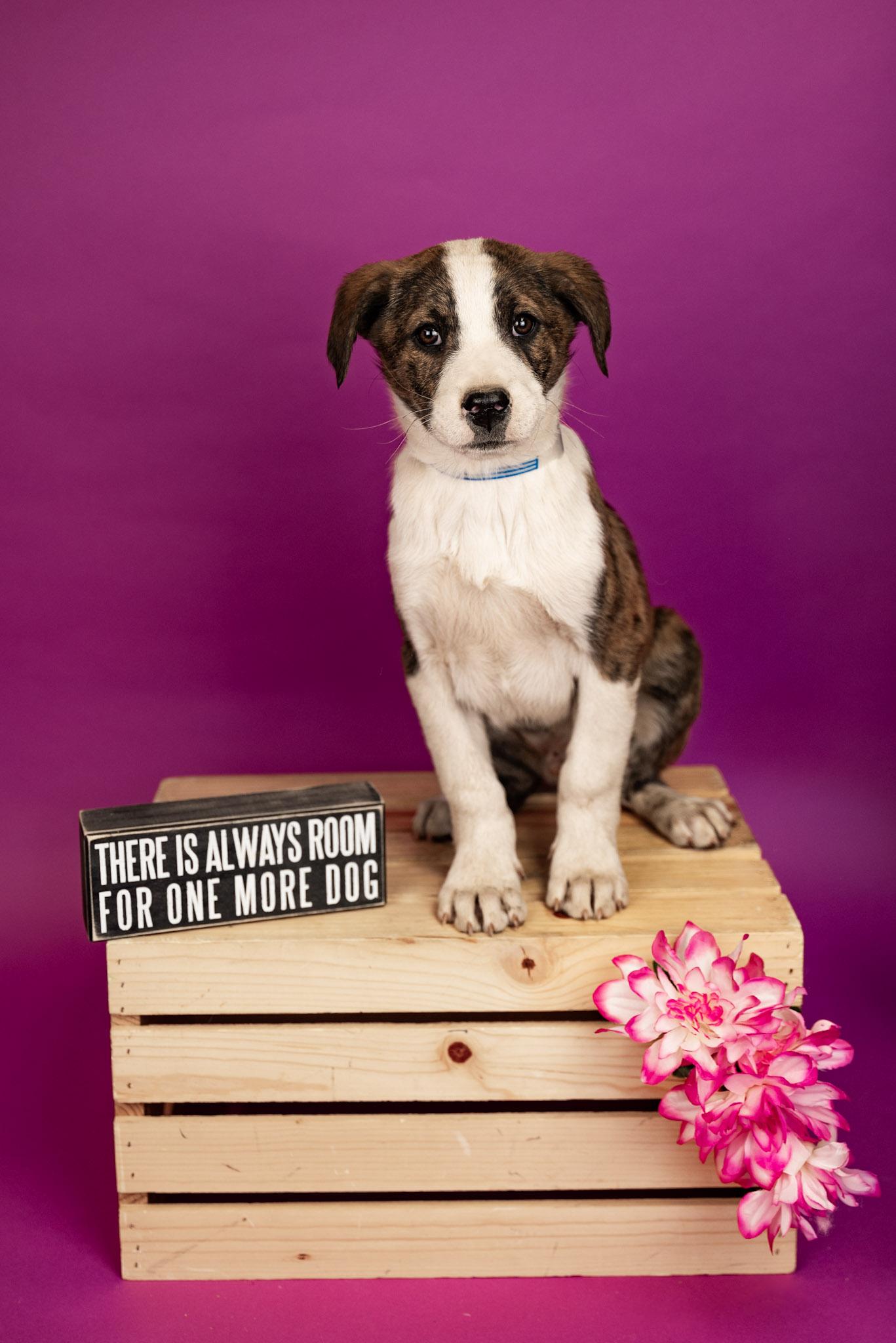 146-26, ADOPTABLE, Young Male Shepherd.