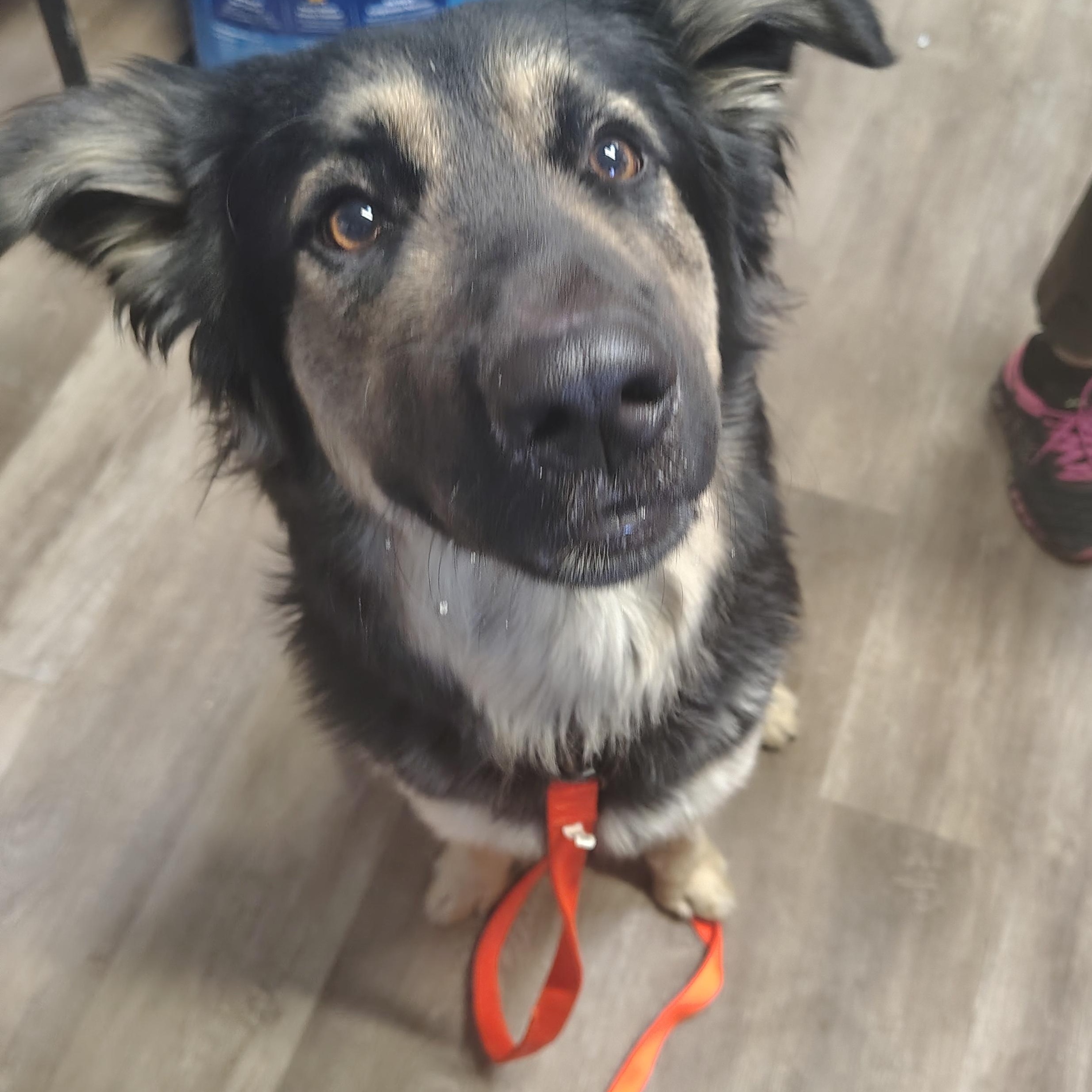Enlarge Charlie, a ADOPTABLE mixed breed in Parker, AZ image 1/1