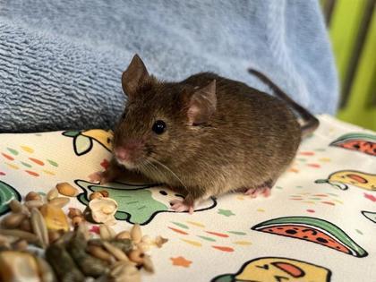 Friday, Adoptable, Young Male Mouse.