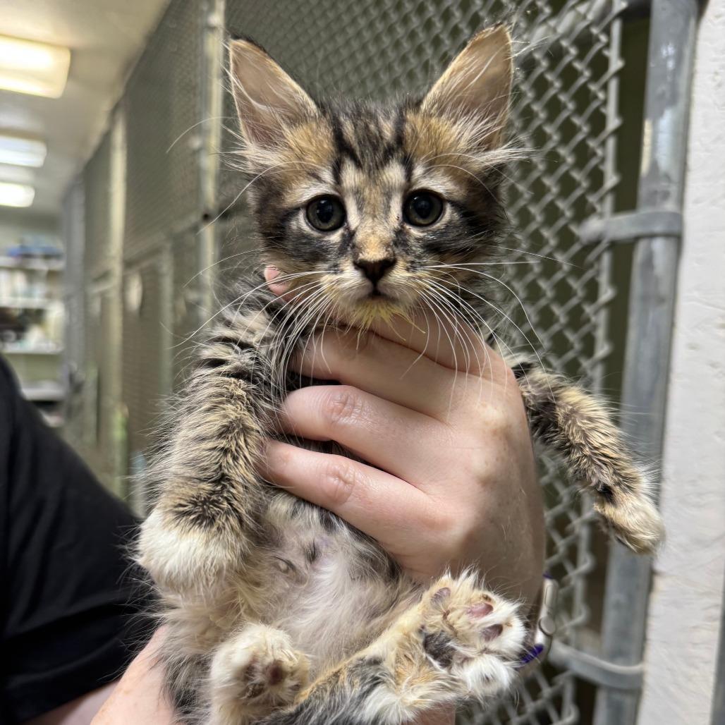 Brittany, Adoptable, Kitten Female Domestic Medium Hair.