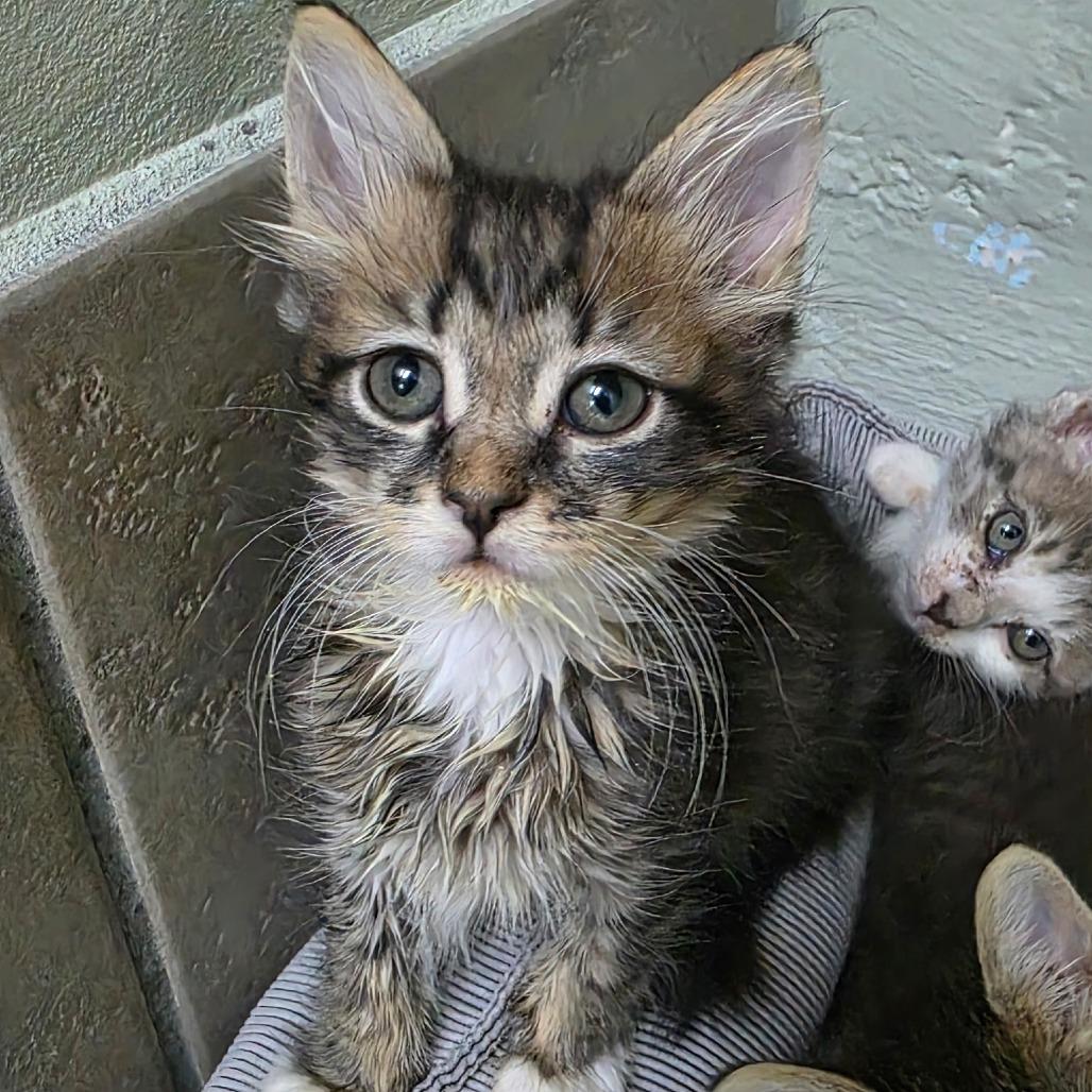 Enlarge Brittany, a Adoptable Domestic Medium Hair in Eureka Springs, AR image 2/2