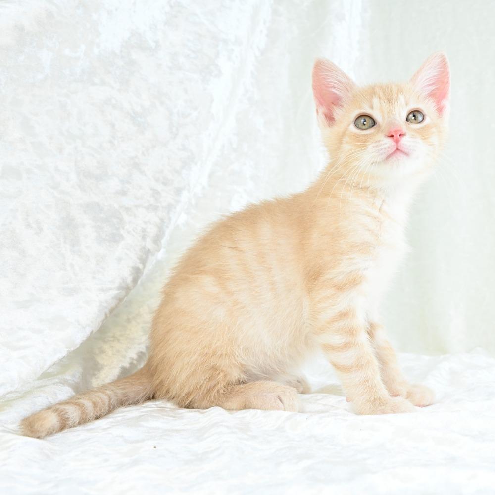 Benjamin, Adoptable, Kitten Male Domestic Short Hair.