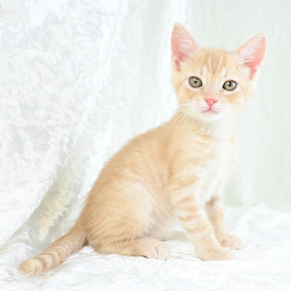 Benjamin, a Adoptable Domestic Short Hair in Mobile, AL image 2/6