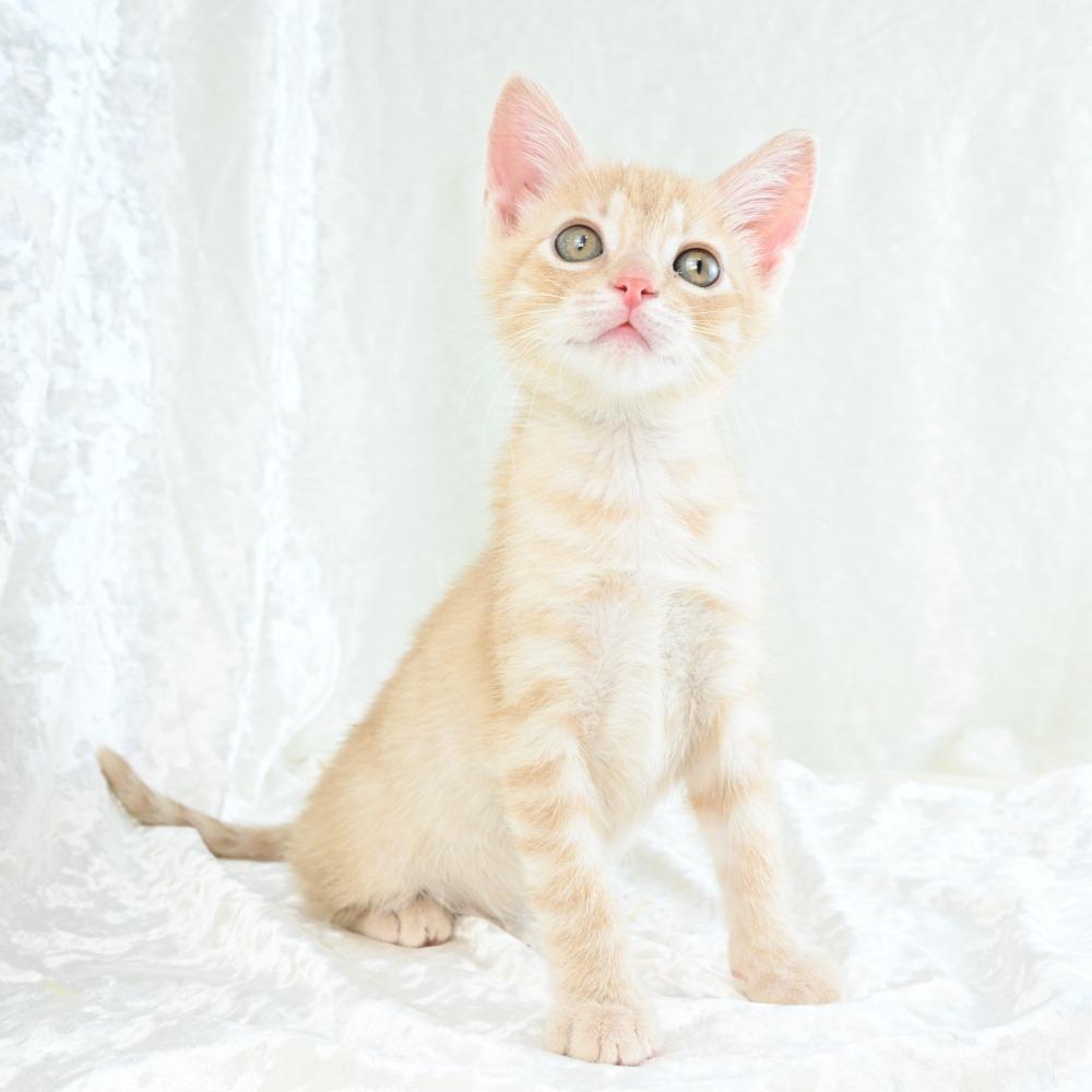 Benjamin, a Adoptable Domestic Short Hair in Mobile, AL image 3/6
