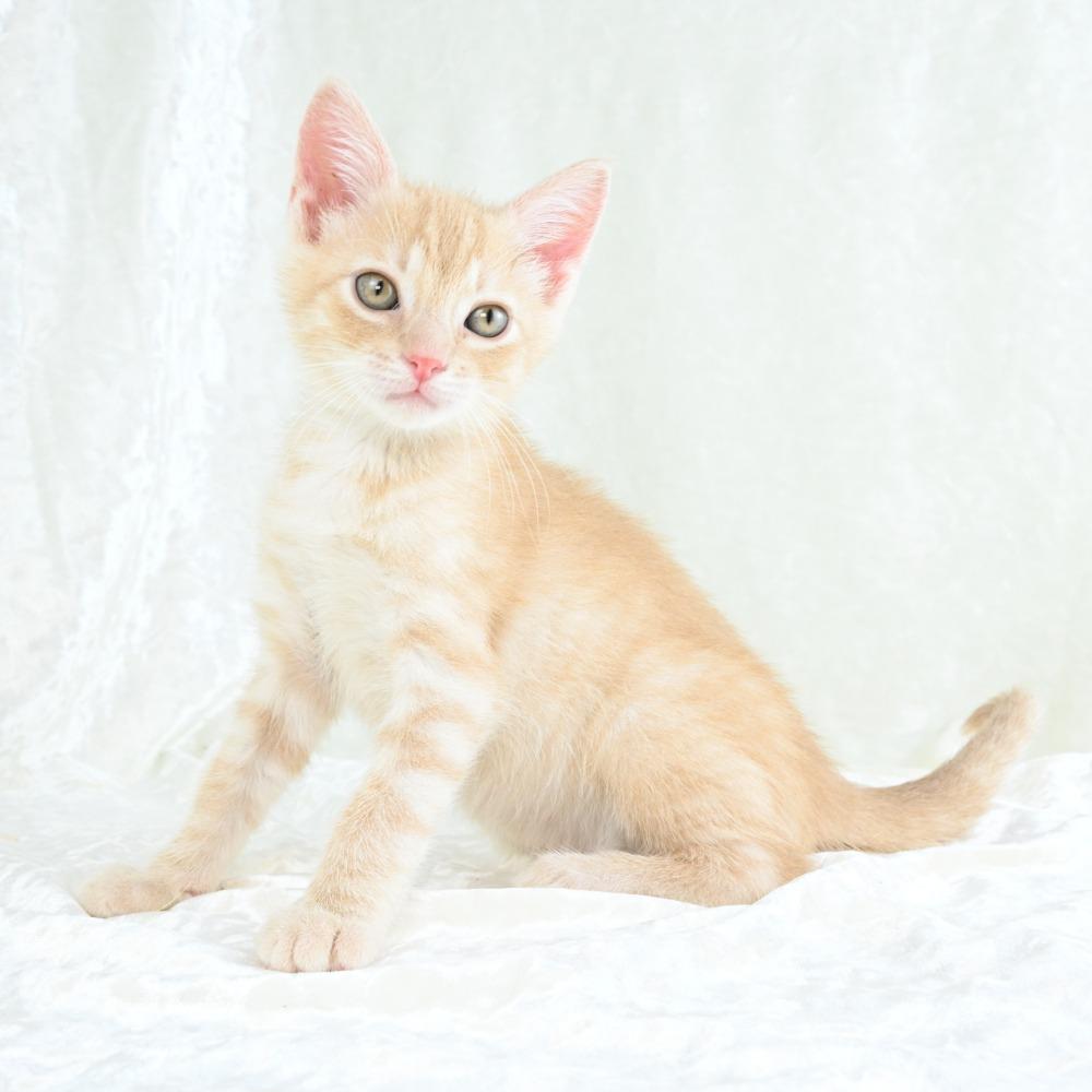 Benjamin, a Adoptable Domestic Short Hair in Mobile, AL image 4/6