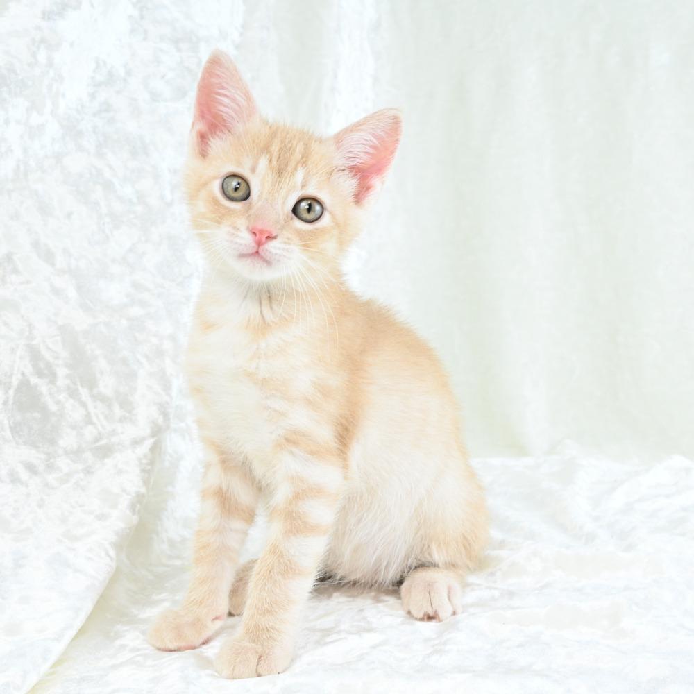 Benjamin, a Adoptable Domestic Short Hair in Mobile, AL image 5/6