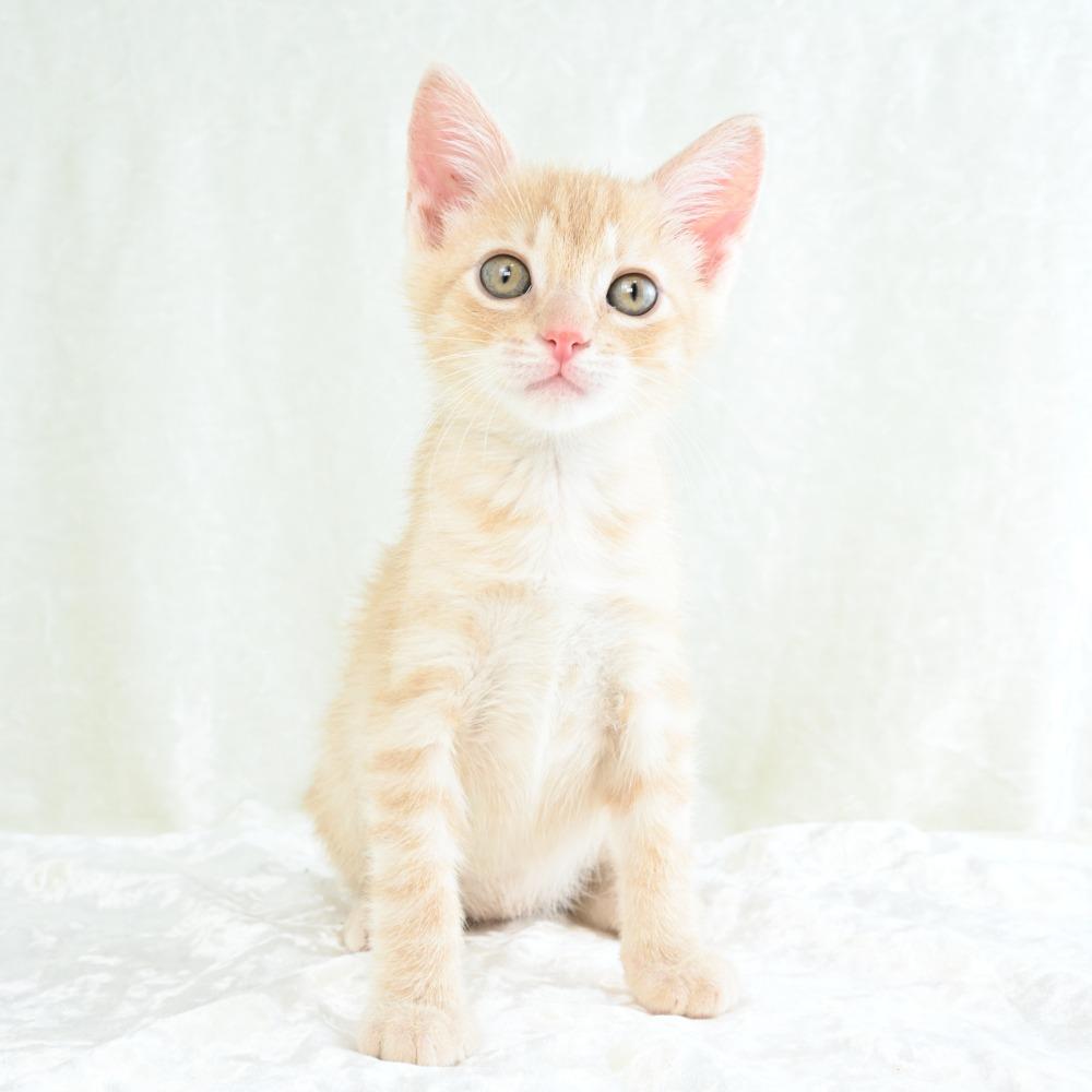 Benjamin, a Adoptable Domestic Short Hair in Mobile, AL image 6/6