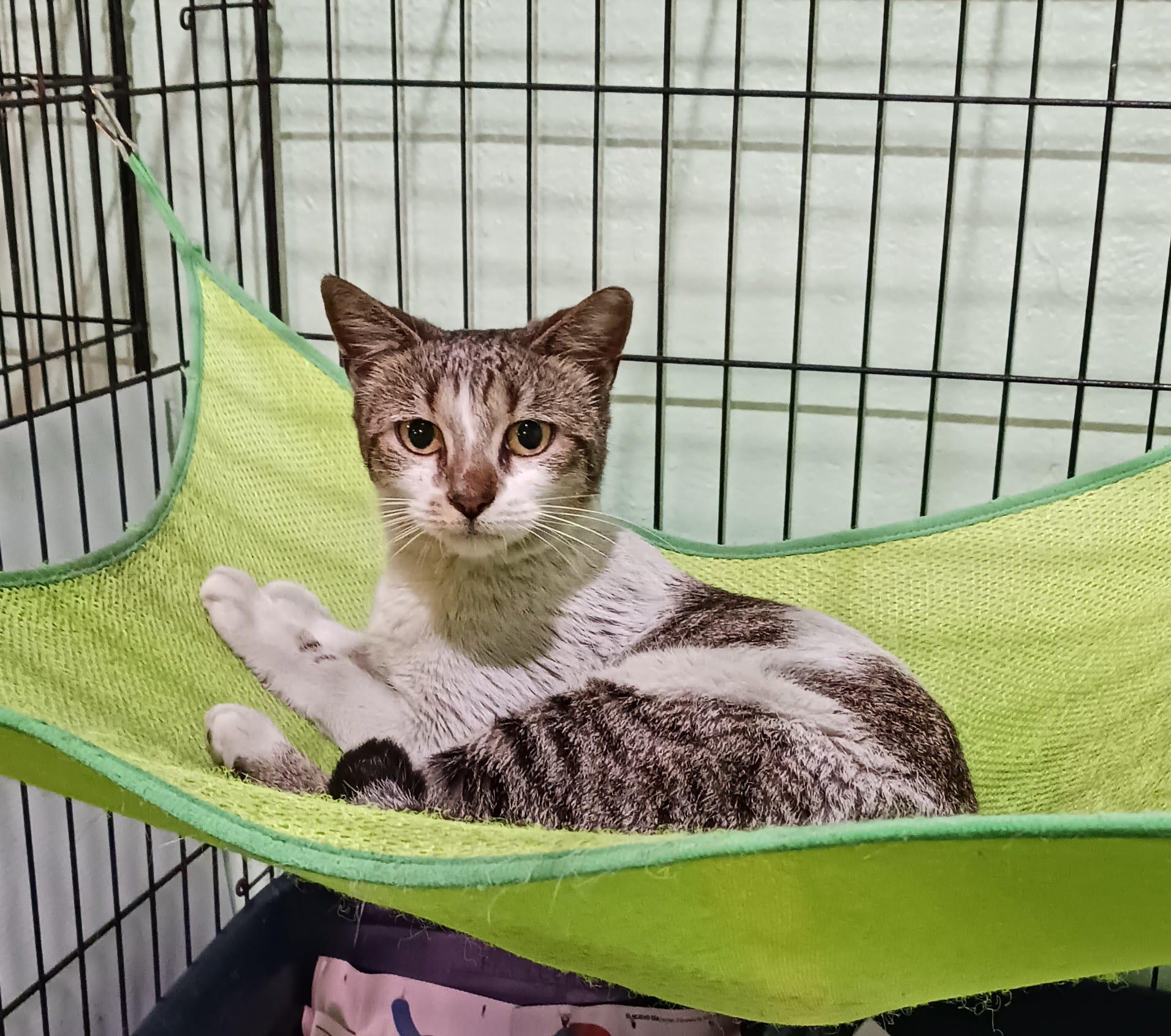 Sue, a ADOPTABLE Domestic Short Hair in San Juan, PR image 1/6