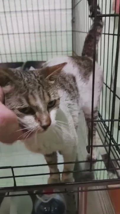 Enlarge Sue, a ADOPTABLE Domestic Short Hair in San Juan, PR video 2/6