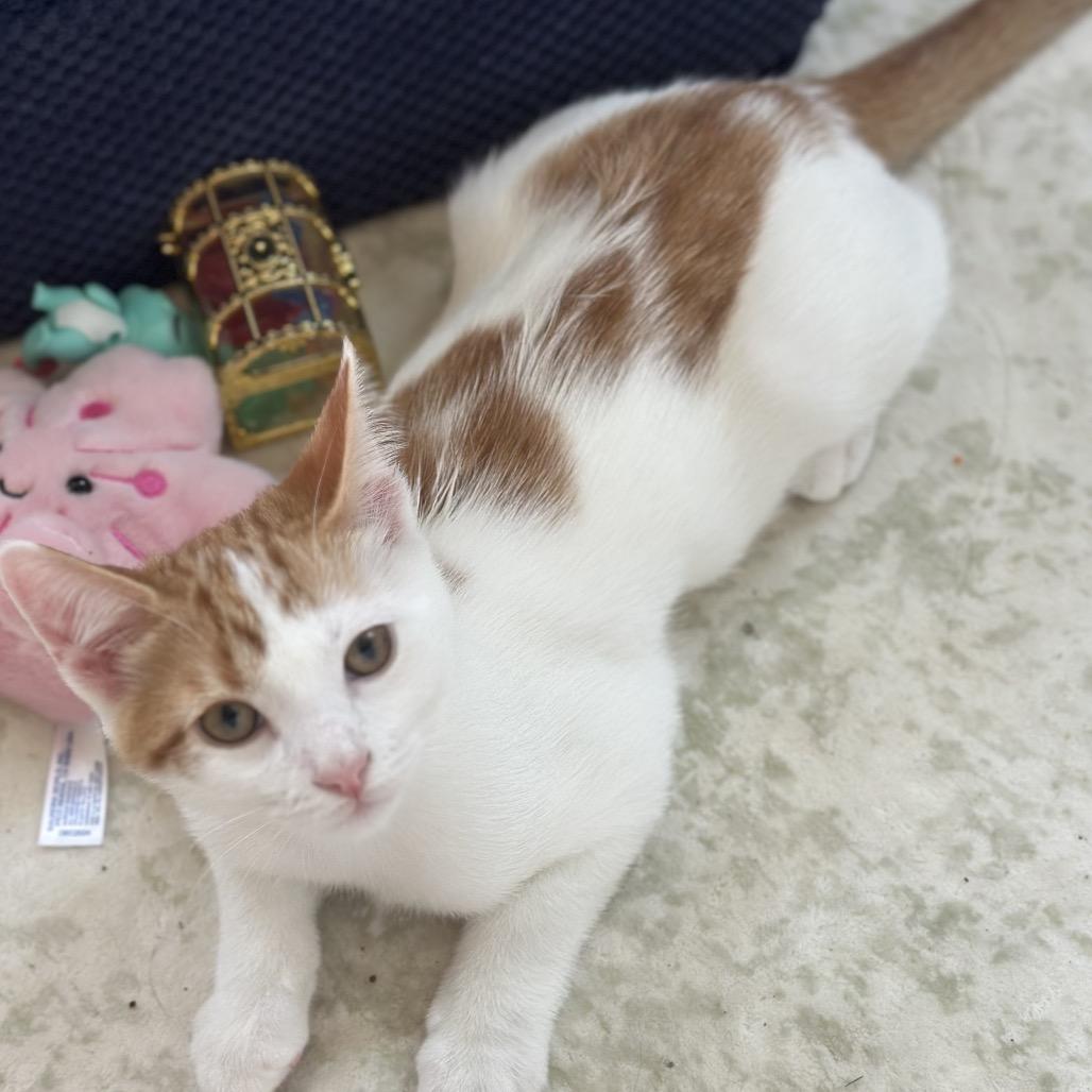 Cheez-It, Adoptable, Young Male Domestic Short Hair.