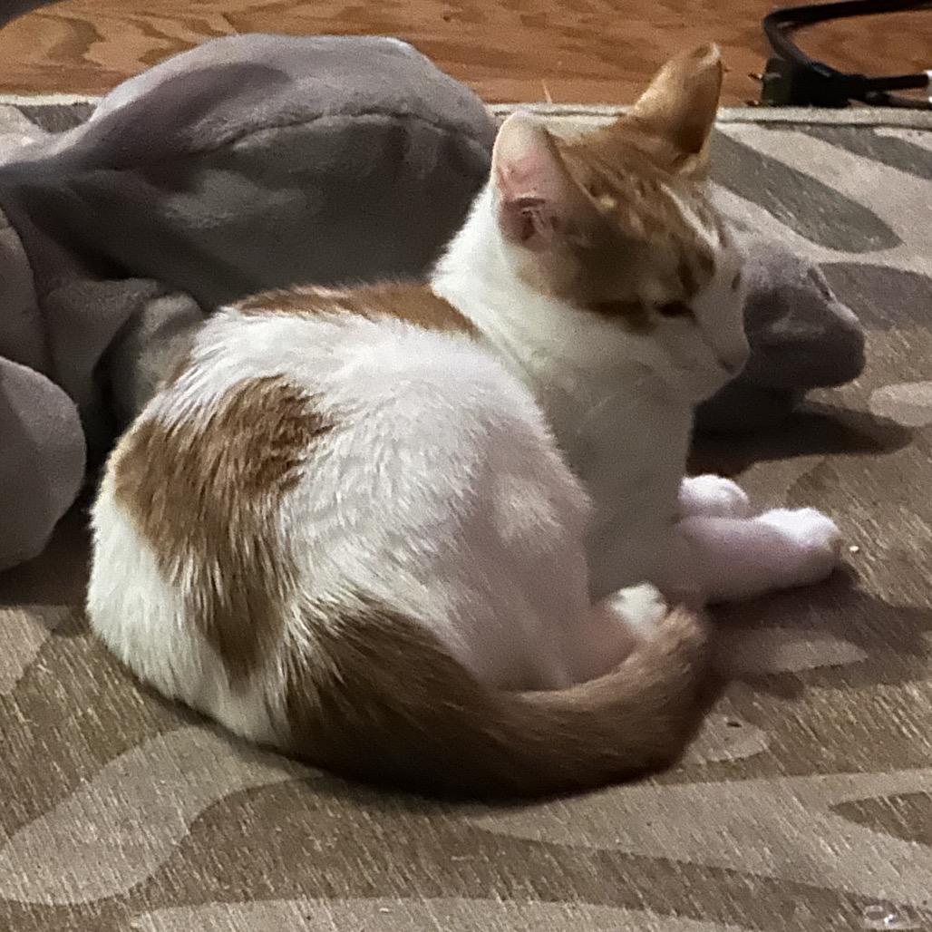 Enlarge Cheez-It, a Adoptable Domestic Short Hair in Silver Spring, MD image 2/5