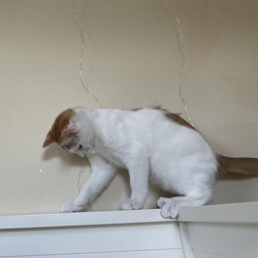 Enlarge Cheez-It, a Adoptable Domestic Short Hair in Silver Spring, MD image 3/5