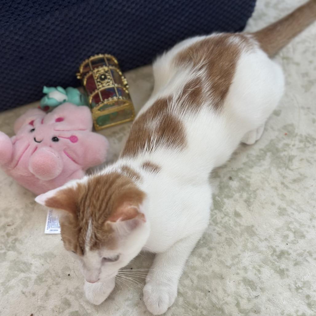 Enlarge Cheez-It, a Adoptable Domestic Short Hair in Silver Spring, MD image 4/5