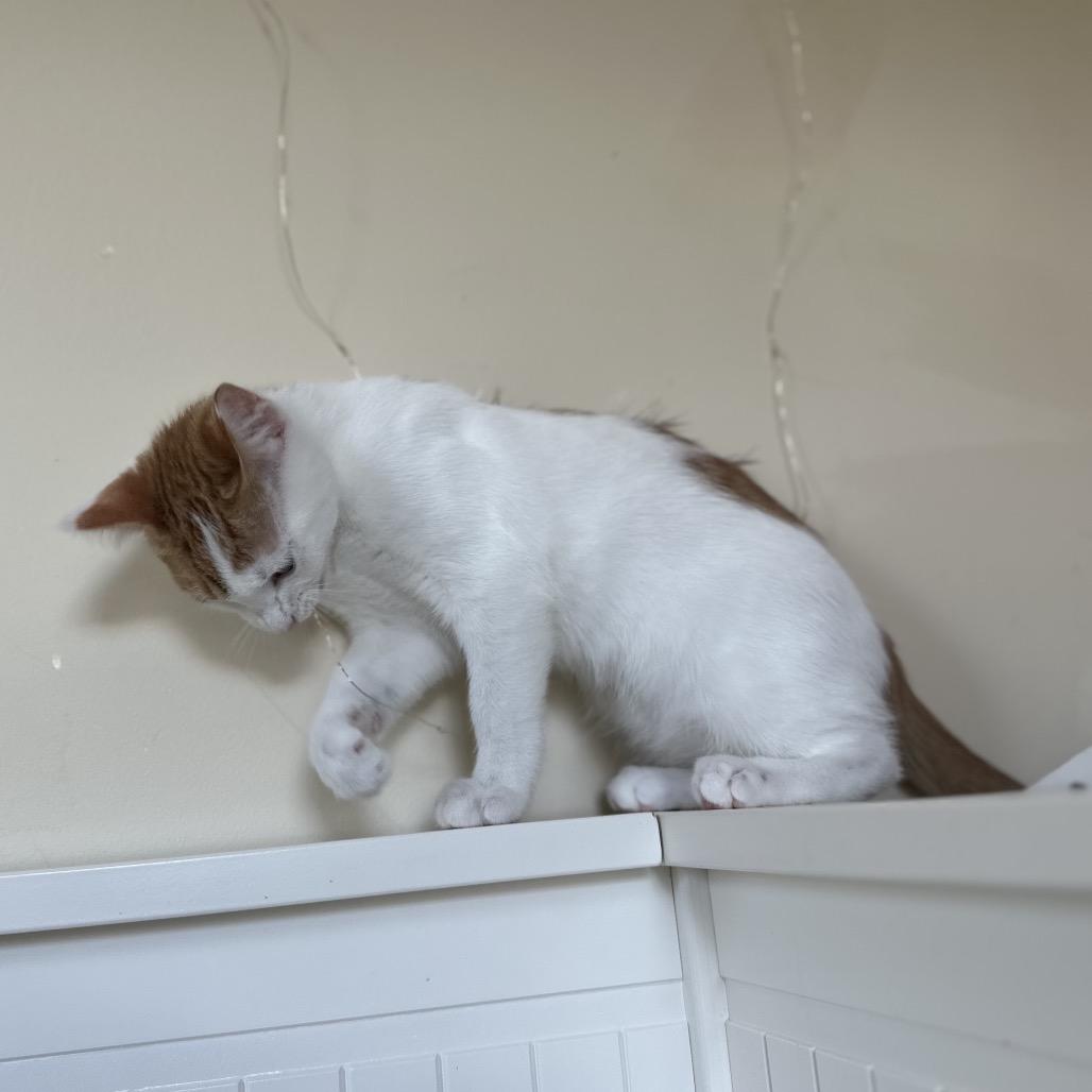 Enlarge Cheez-It, a Adoptable Domestic Short Hair in Silver Spring, MD image 5/5