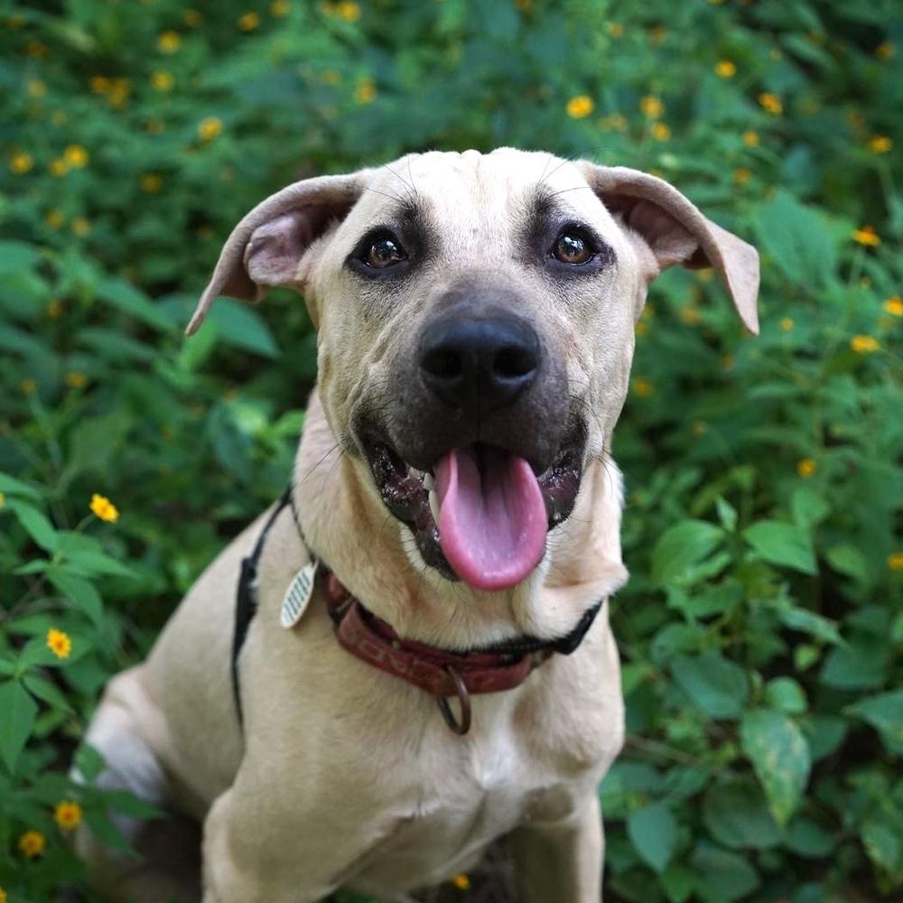 Stockholm - Money Heist Litter, Adoptable, Puppy Female Mixed Breed.