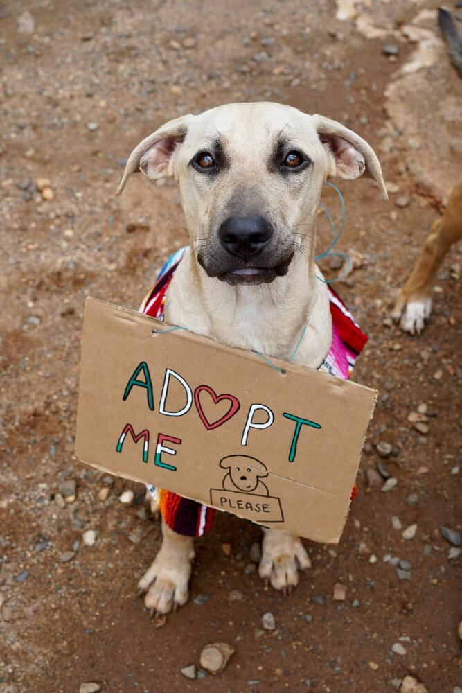 Stockholm - Money Heist Litter, a Adoptable mixed breed in San Diego, CA image 3/6