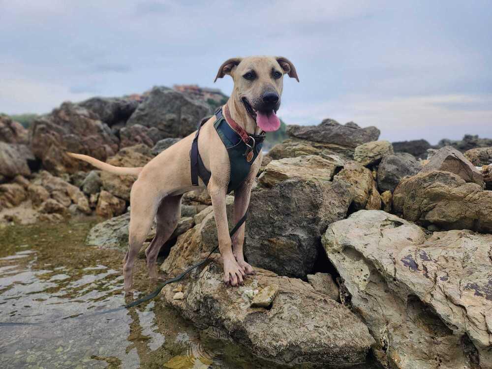 Stockholm - Money Heist Litter, a Adoptable mixed breed in San Diego, CA image 4/6