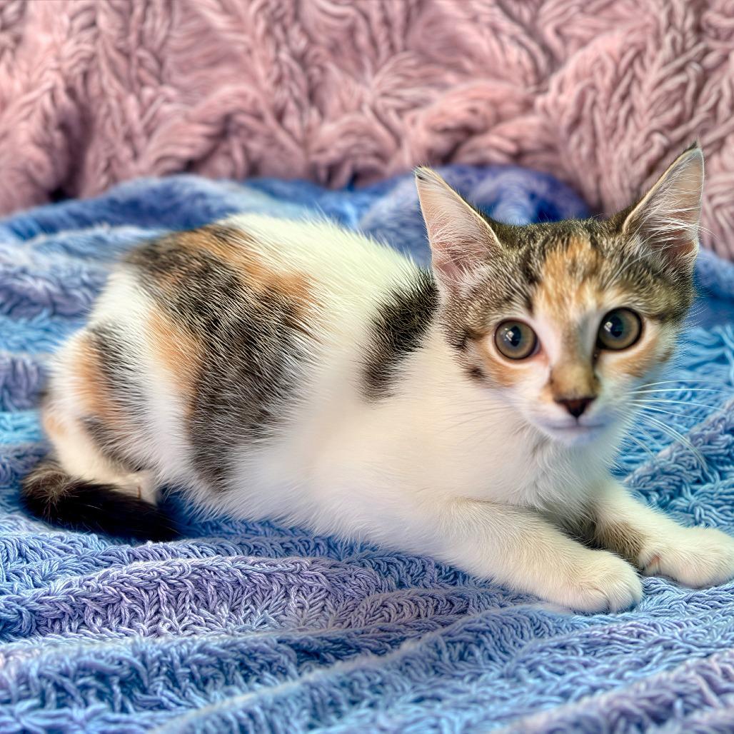 Enlarge Pinna, a Adoptable Domestic Short Hair in Durham, NC image 1/6