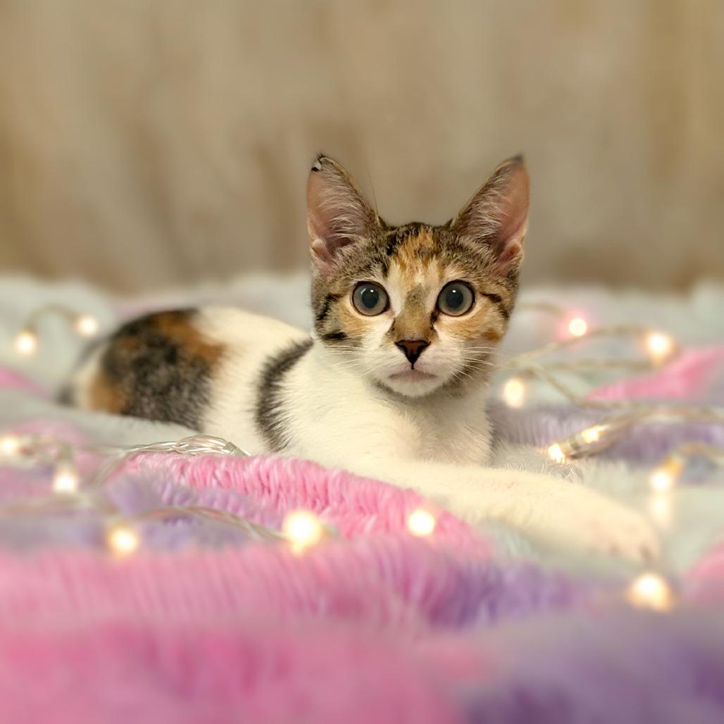 Enlarge Pinna, a Adoptable Domestic Short Hair in Durham, NC image 2/6