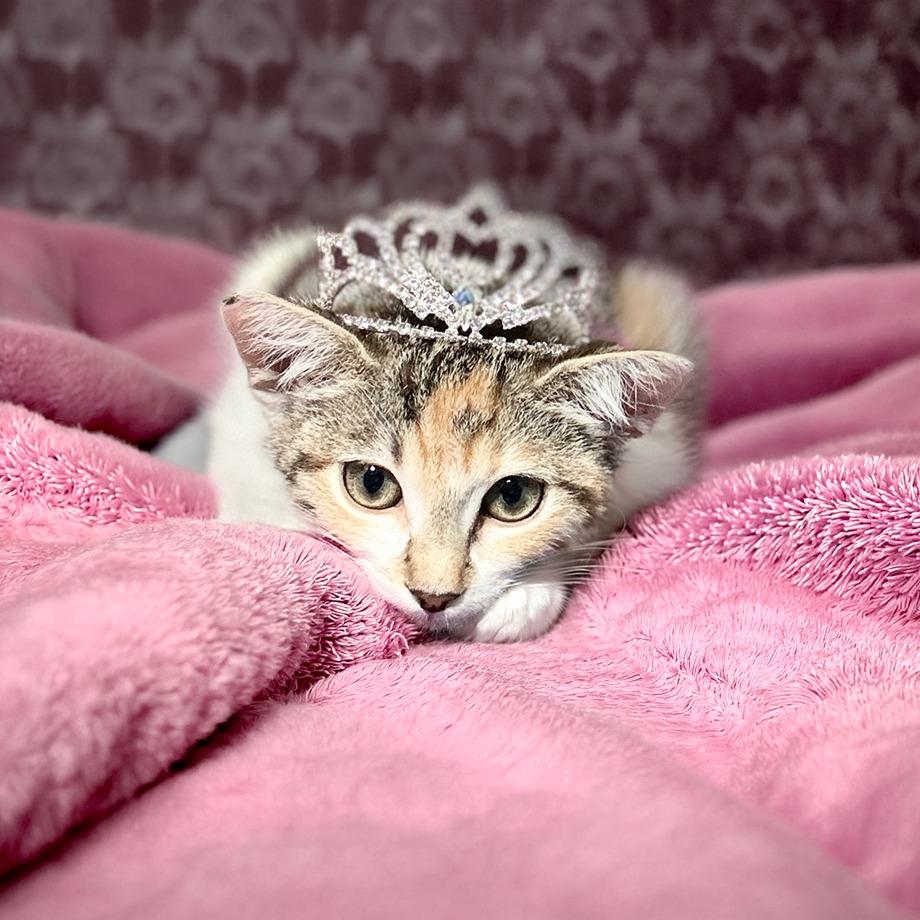 Enlarge Pinna, a Adoptable Domestic Short Hair in Durham, NC image 3/6